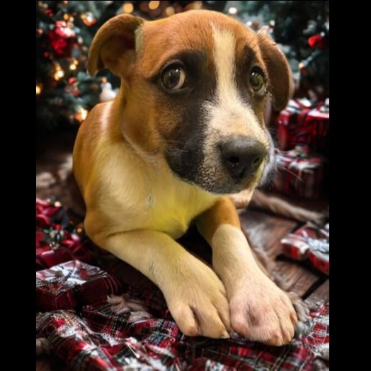 KYRA, Adoptable, Puppy Female Mixed Breed & Boxer.