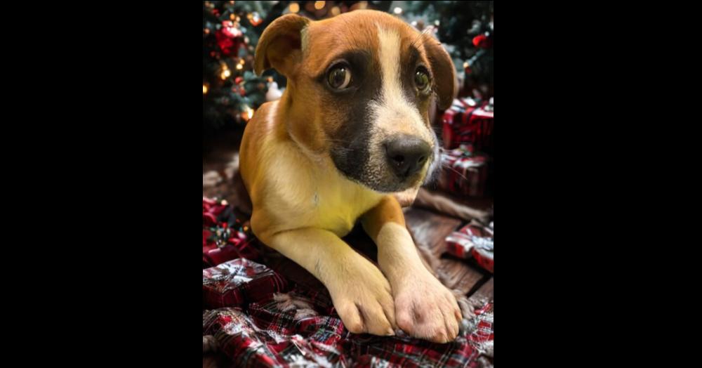 Enlarge KYRA, a Adoptable mixed breed in Milton, GA image 3/5