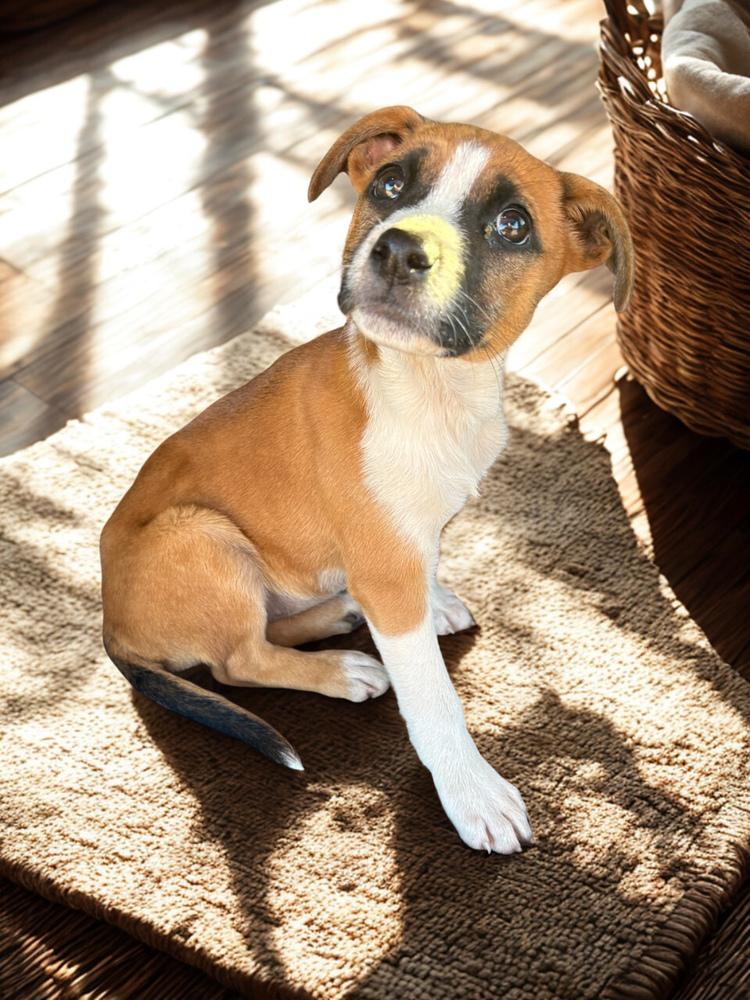 Enlarge KYRA, a Adoptable mixed breed in Milton, GA image 4/5