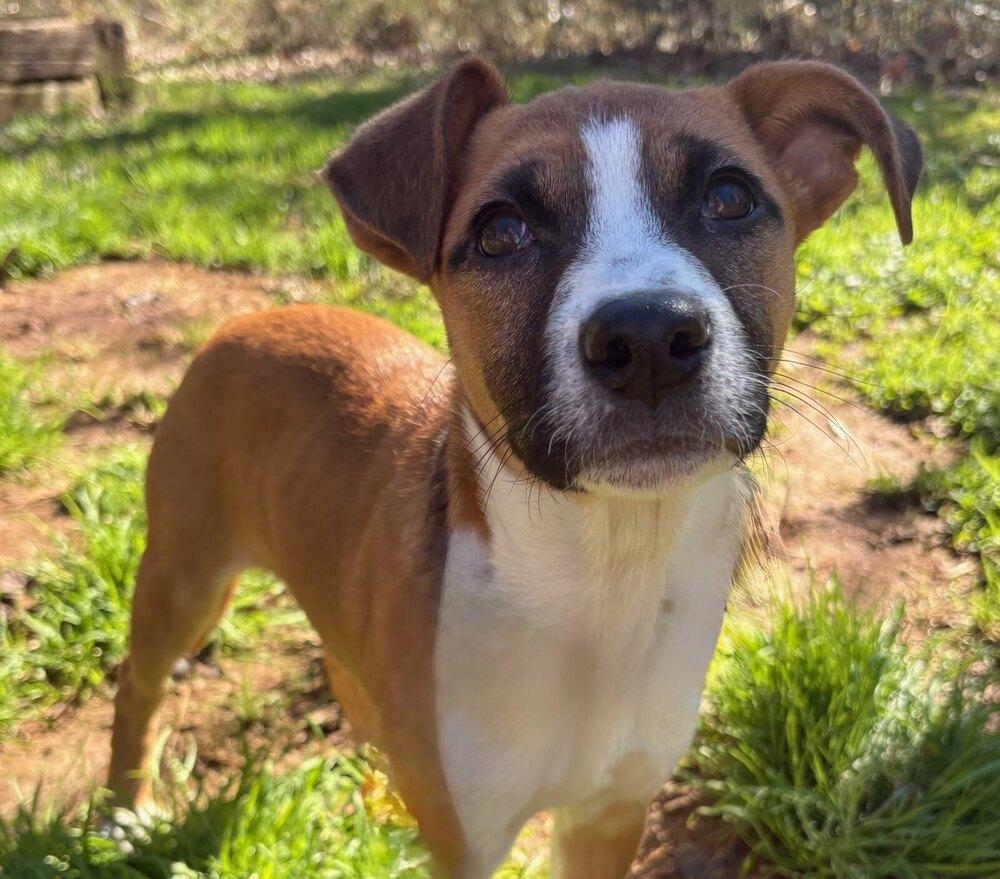 Enlarge KYRA, a Adoptable mixed breed in Milton, GA image 6/6