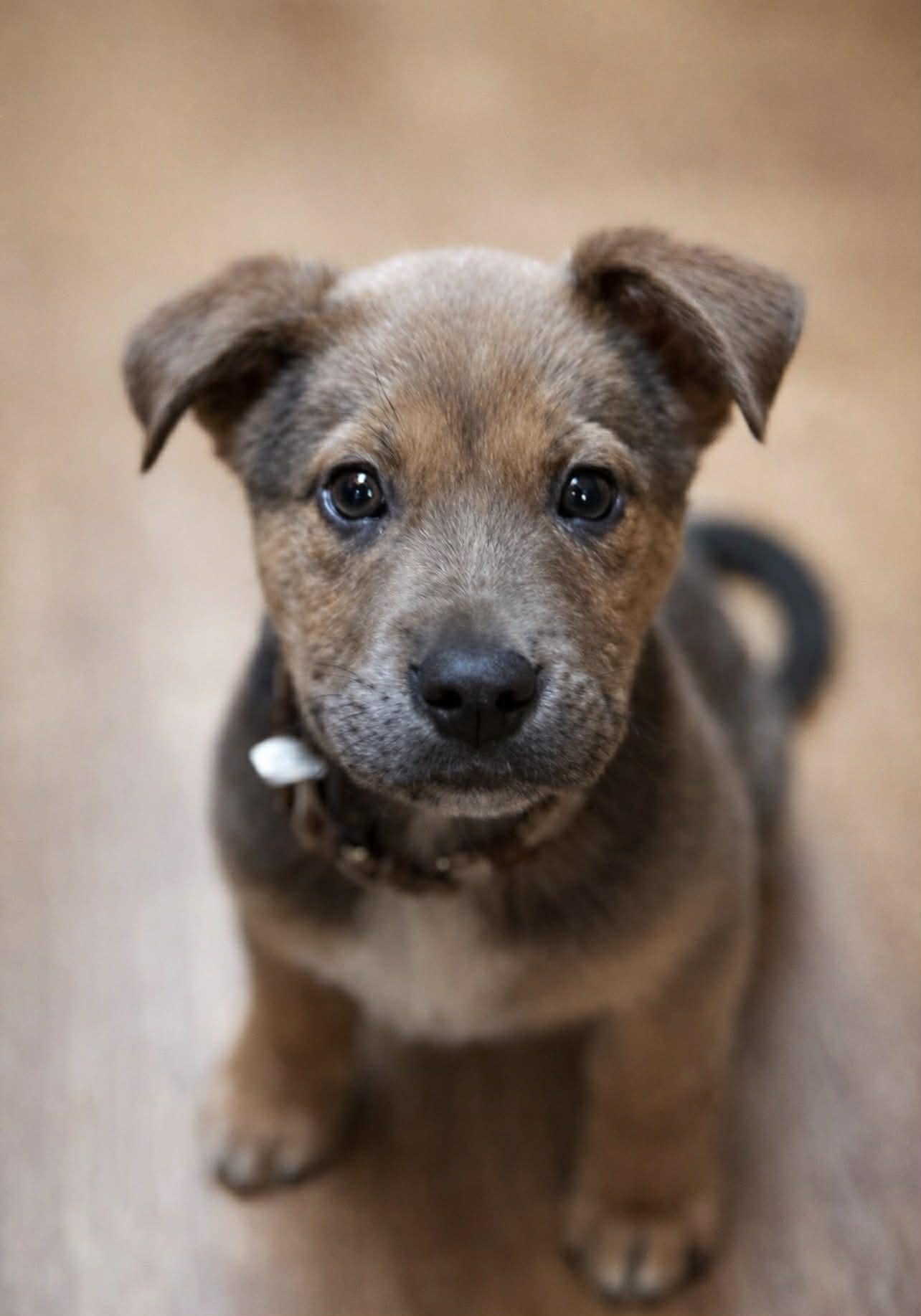 Bear, adopted, Puppy Male Shepherd.