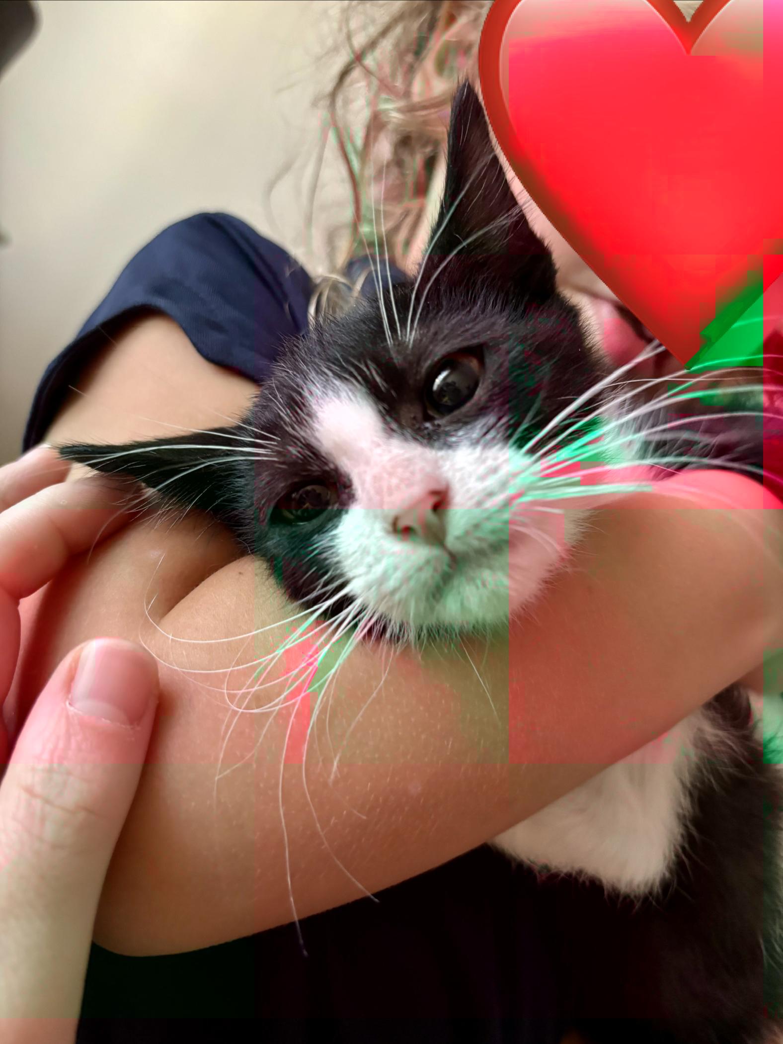 Enlarge Cosmo, a Adoptable Domestic Short Hair in Syracuse, NY image 4/6
