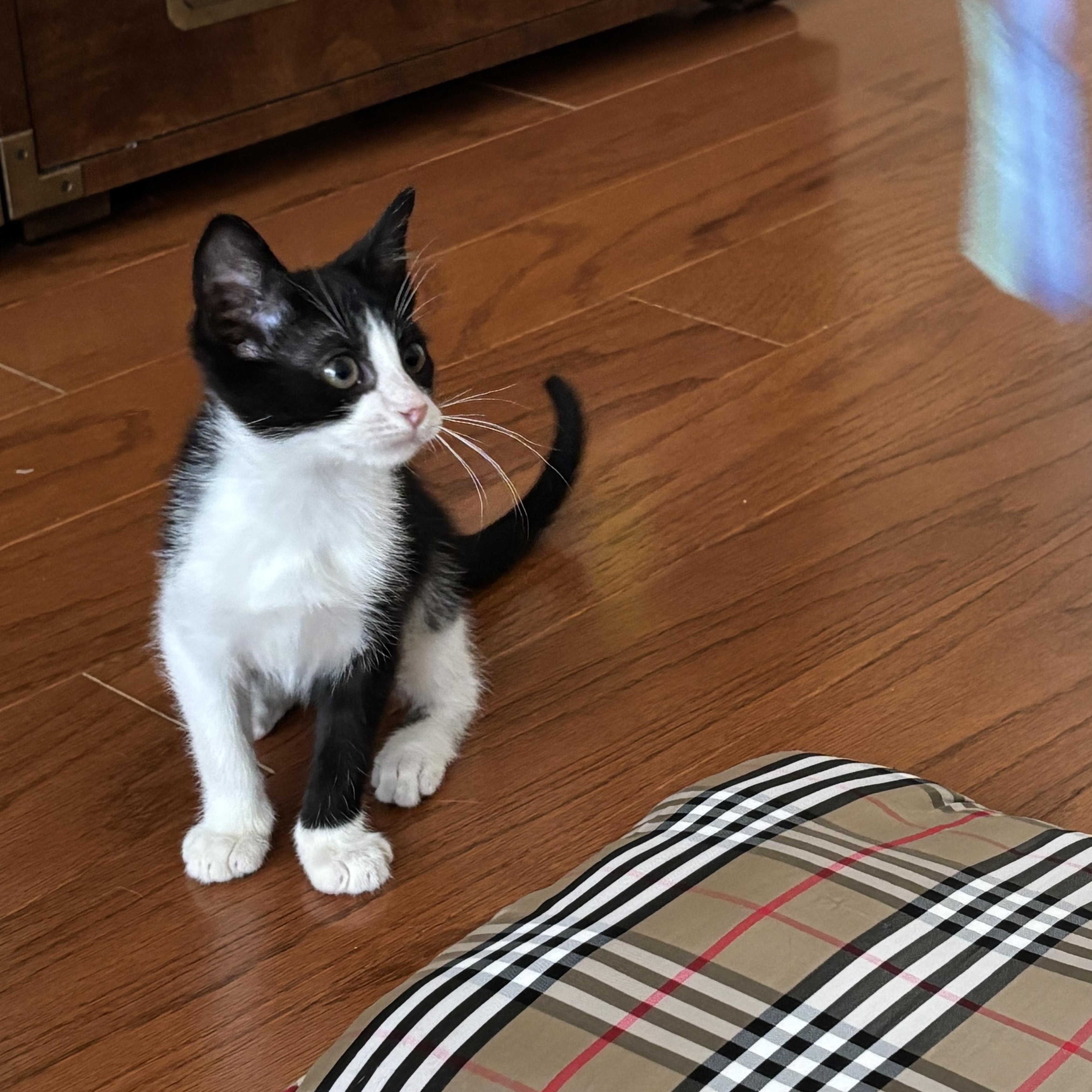 Cosmo, Adoptable, Kitten Male Domestic Short Hair.