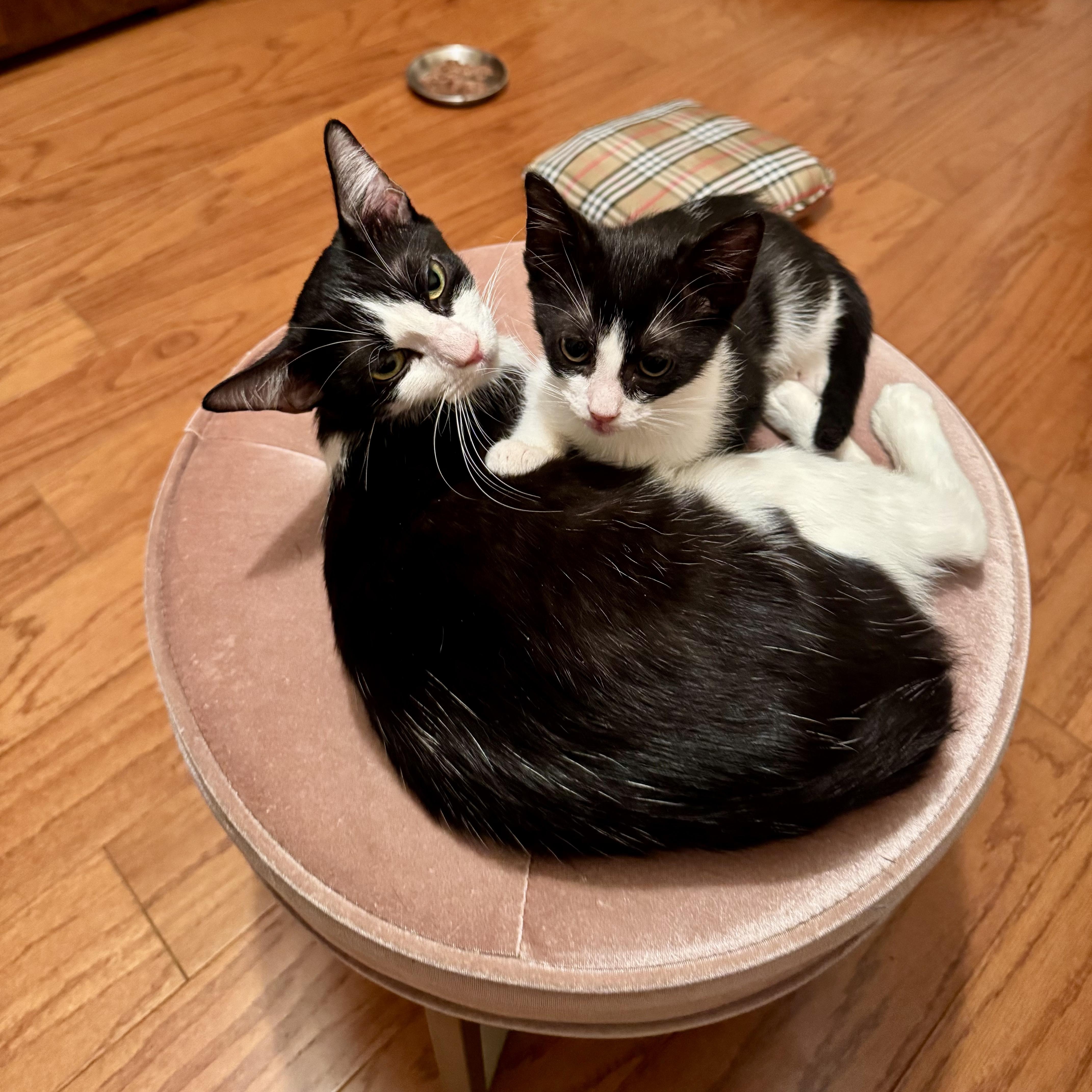 Enlarge Cosmo, a Adoptable Domestic Short Hair in Syracuse, NY image 6/6