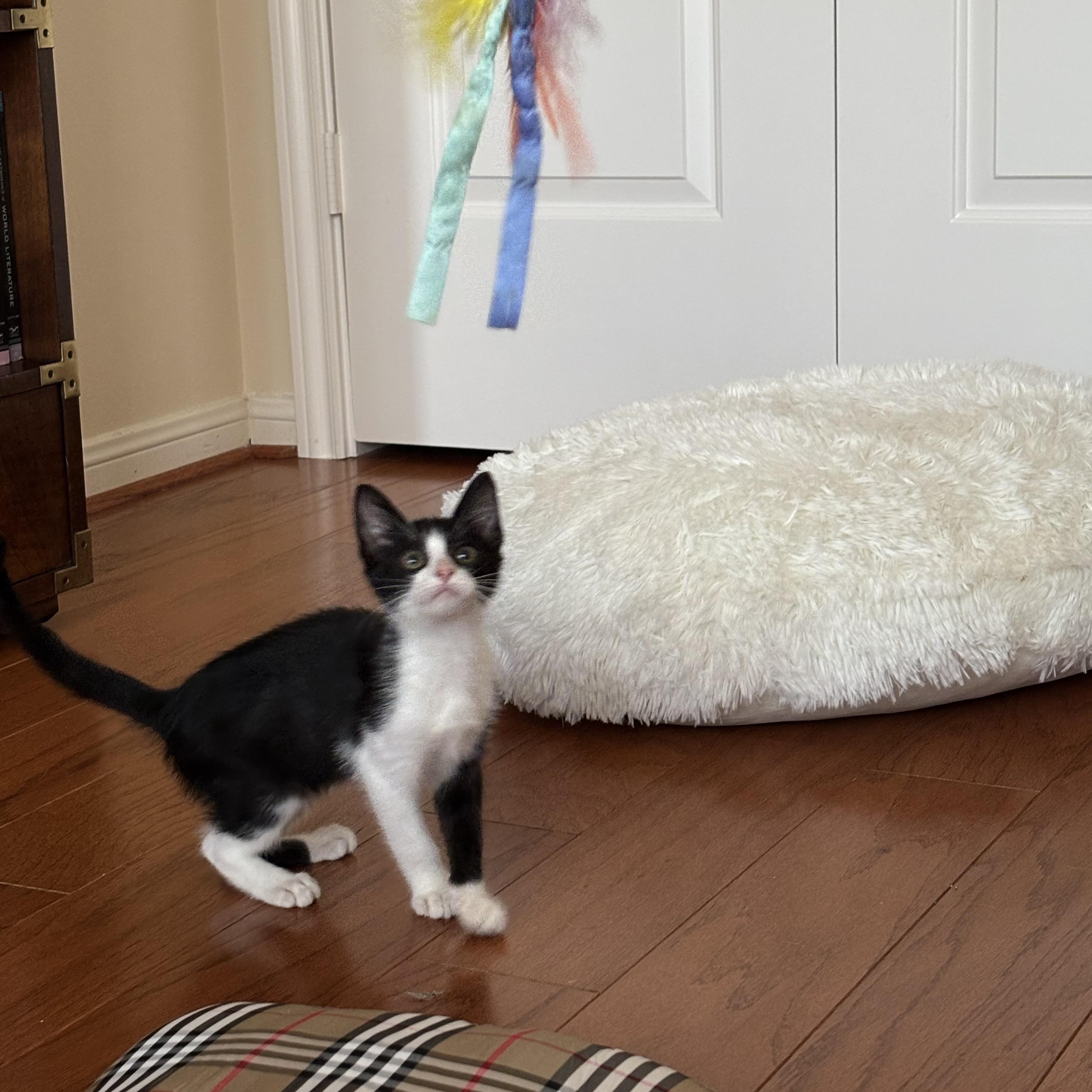 Enlarge Cosmo, a Adoptable Domestic Short Hair in Syracuse, NY image 3/6