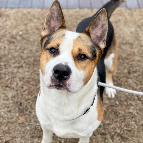 Chance, a Adoptable mixed breed in Des Moines, IA image 2/2