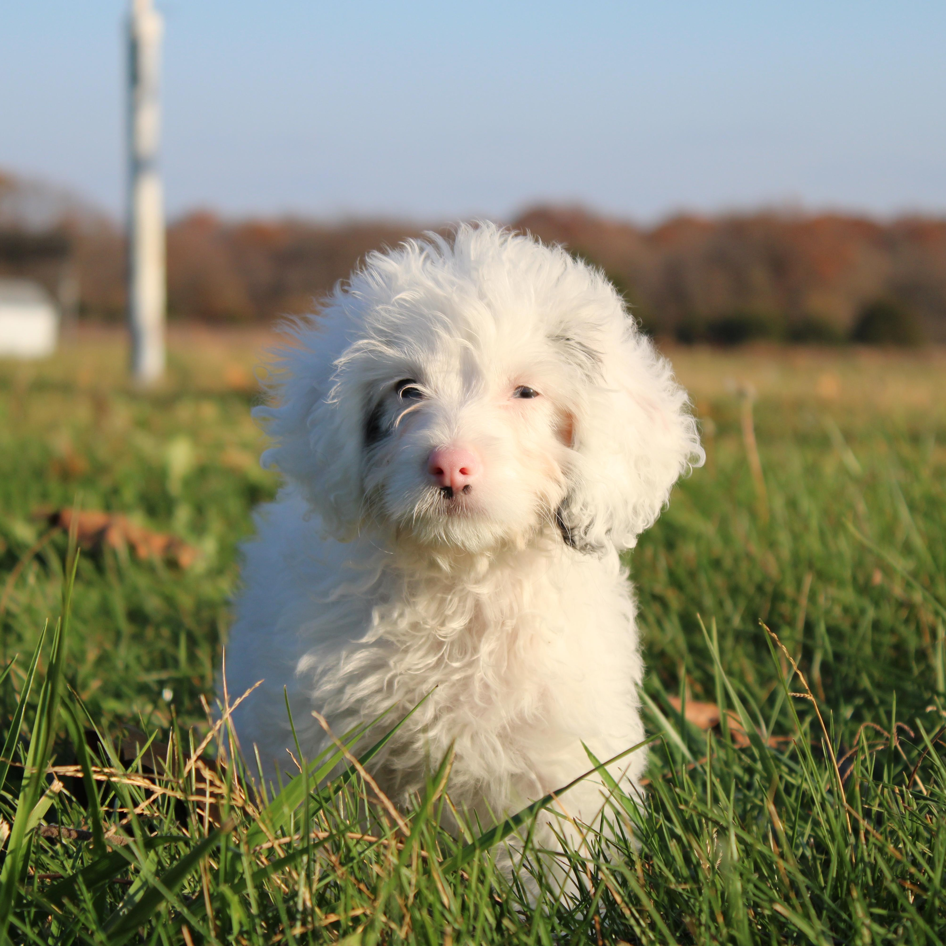 Gretchen, an adoptable Cockapoo in Neosho, MO, 64850 | Photo Image 4