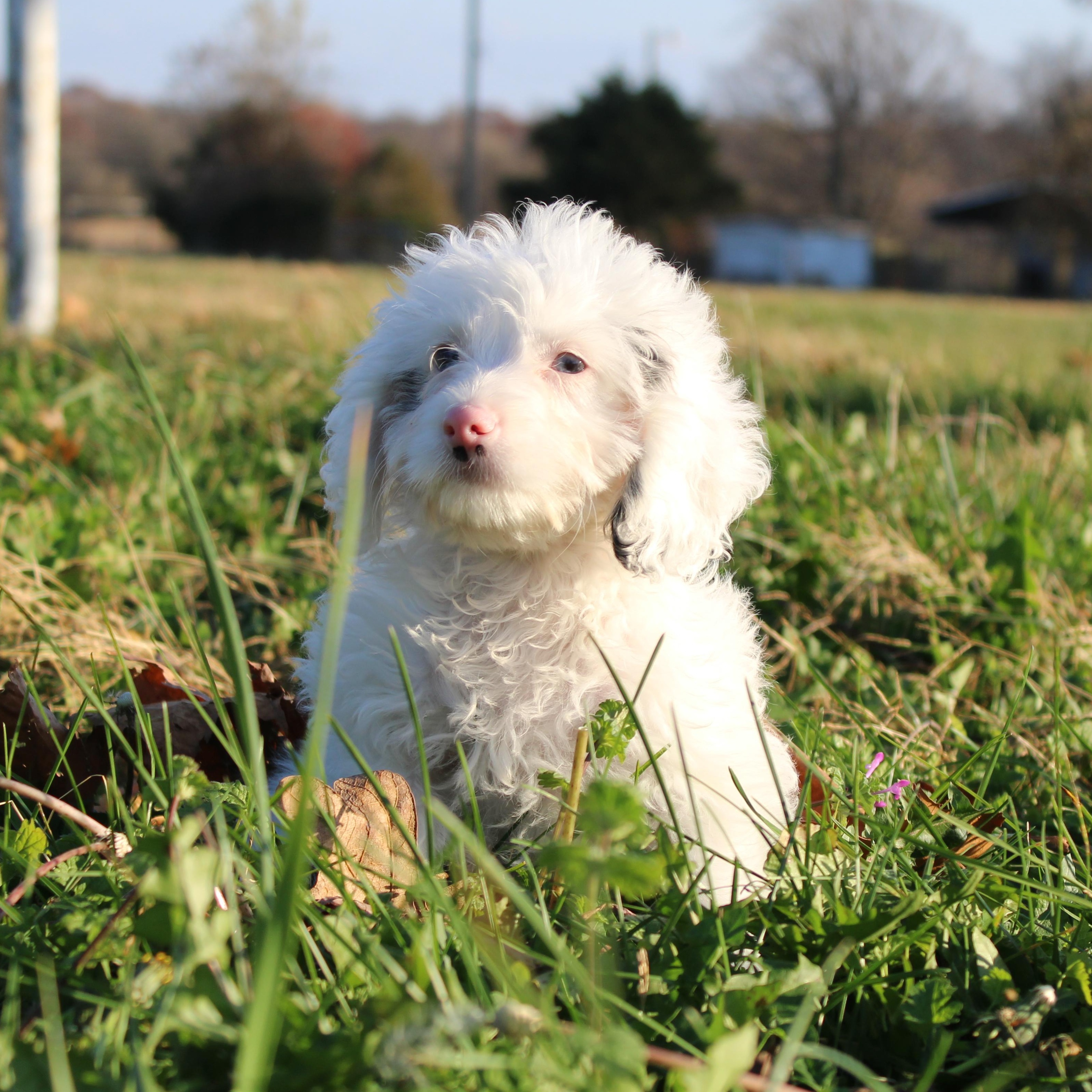 Gretchen, an adoptable Cockapoo in Neosho, MO, 64850 | Photo Image 3