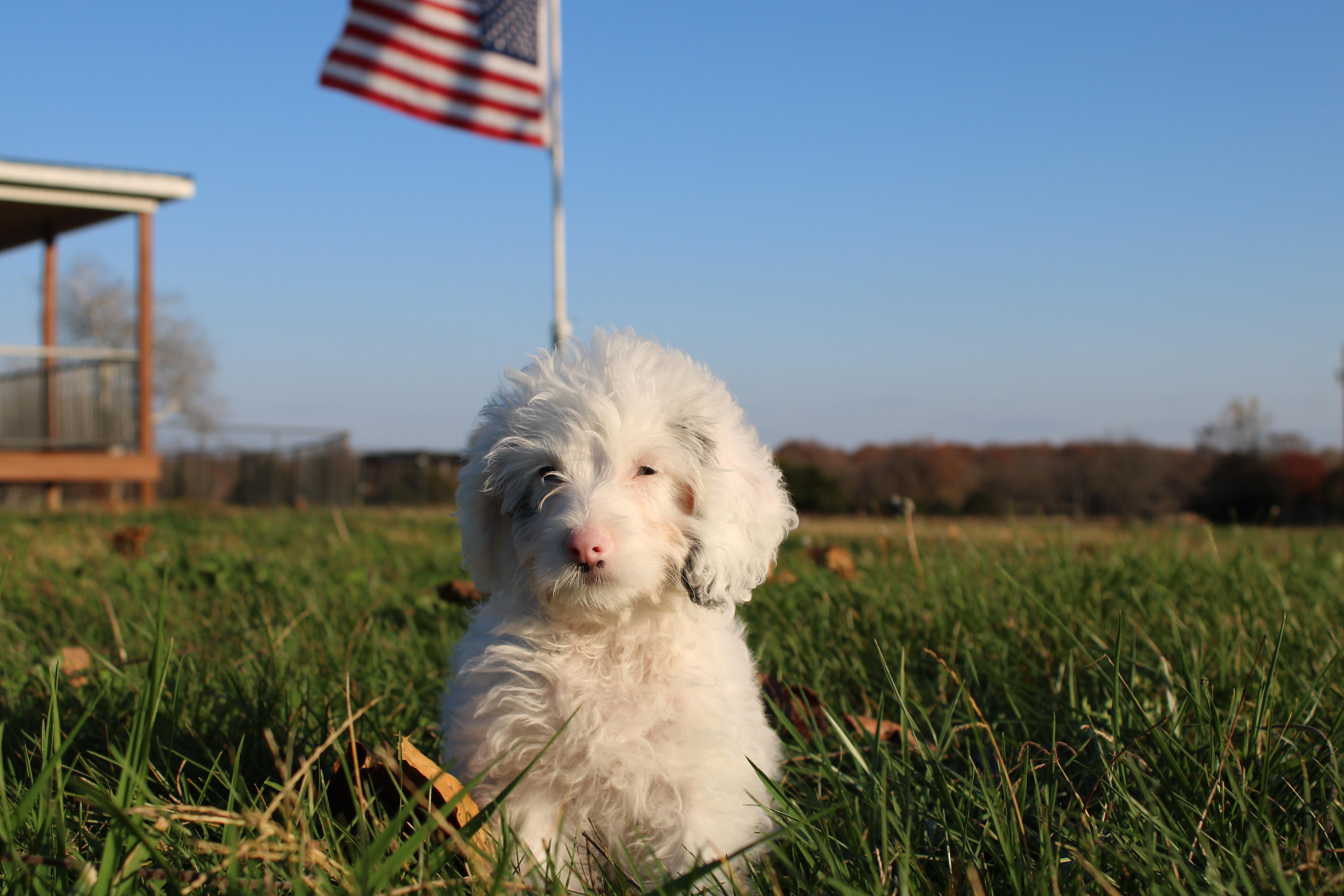 Gretchen, an adoptable Cockapoo in Neosho, MO, 64850 | Photo Image 2