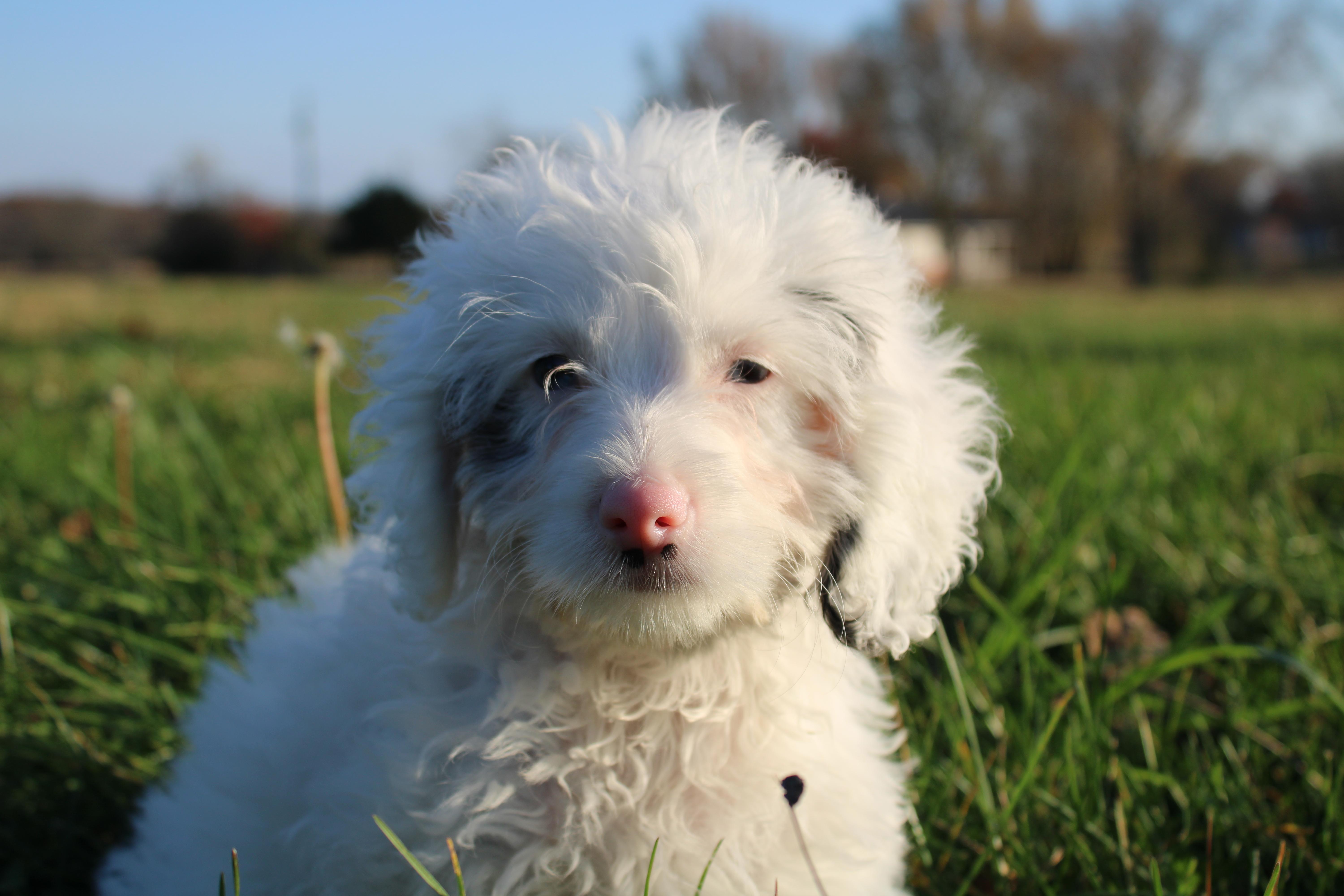 Gretchen, an adoptable Cockapoo in Neosho, MO, 64850 | Photo Image 1