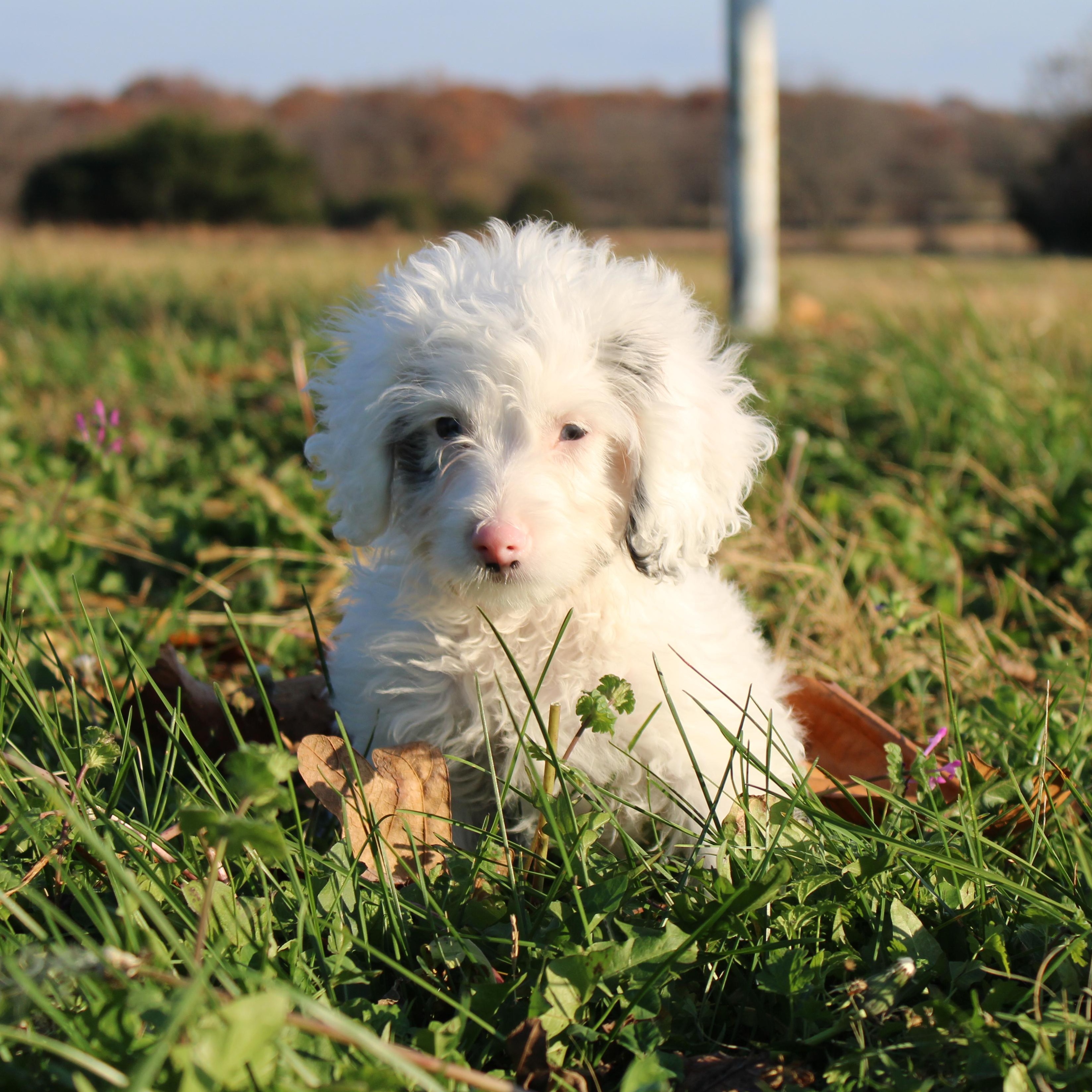 Gretchen, an adoptable Cockapoo in Neosho, MO, 64850 | Photo Image 5