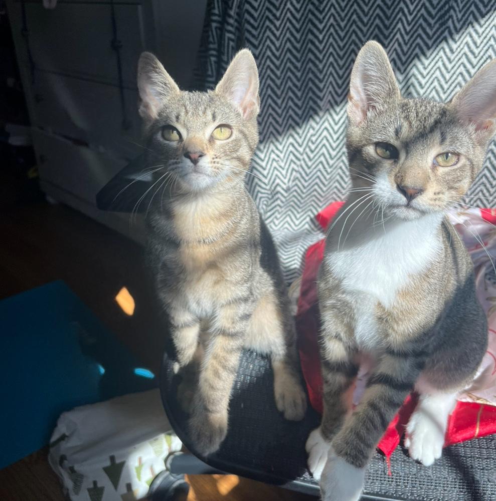 Enlarge George and Louis, a Adoptable Domestic Short Hair in Westwood, NJ image 1/3