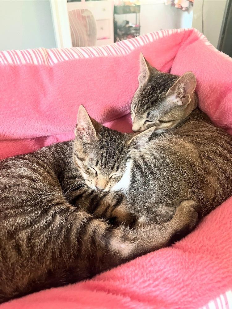 Enlarge George and Louis, a Adoptable Domestic Short Hair in Westwood, NJ image 2/3