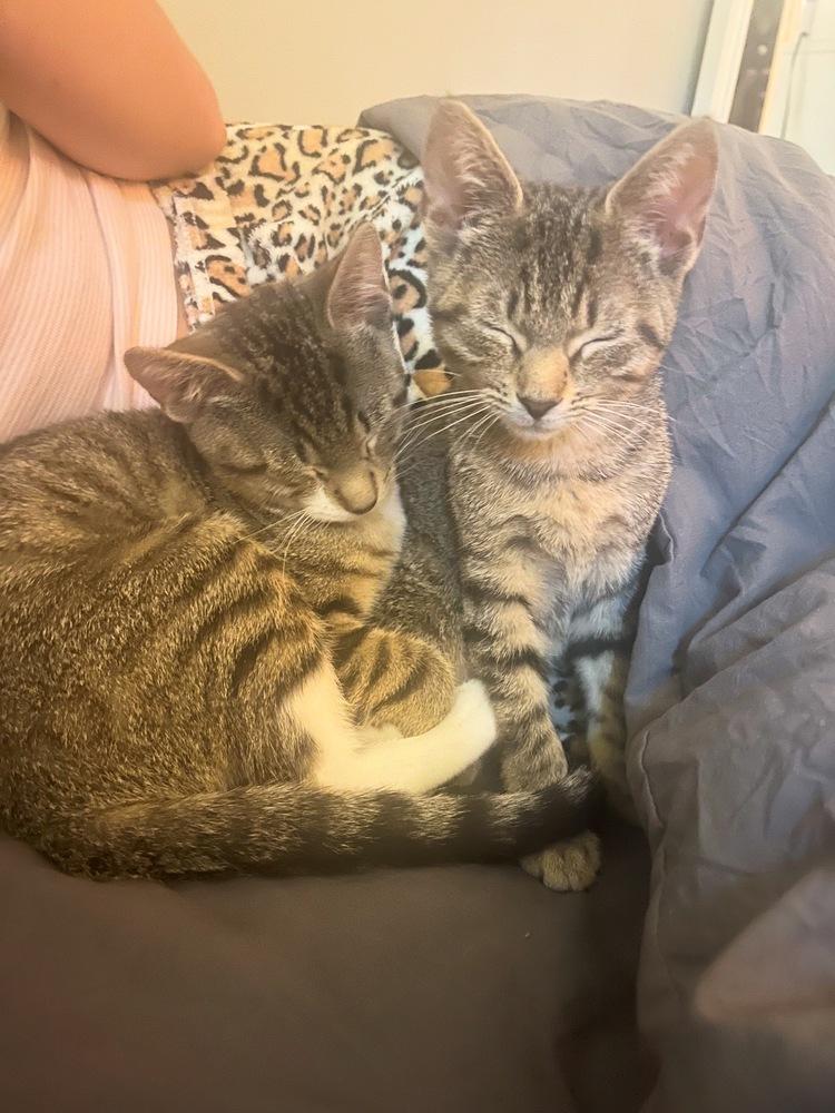 George and Louis, Adoptable, Kitten Male Domestic Short Hair.