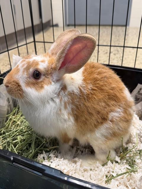 HOLLISTER, Adoptable, Baby Male Bunny Rabbit.