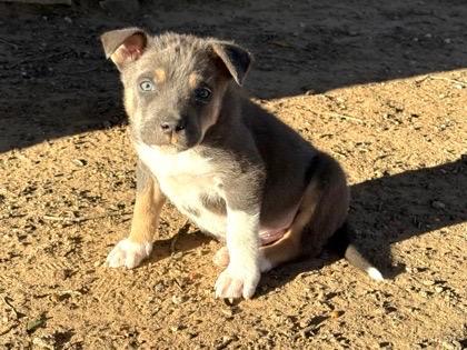 Potato chip, ADOPTABLE, Puppy Male Australian Shepherd.