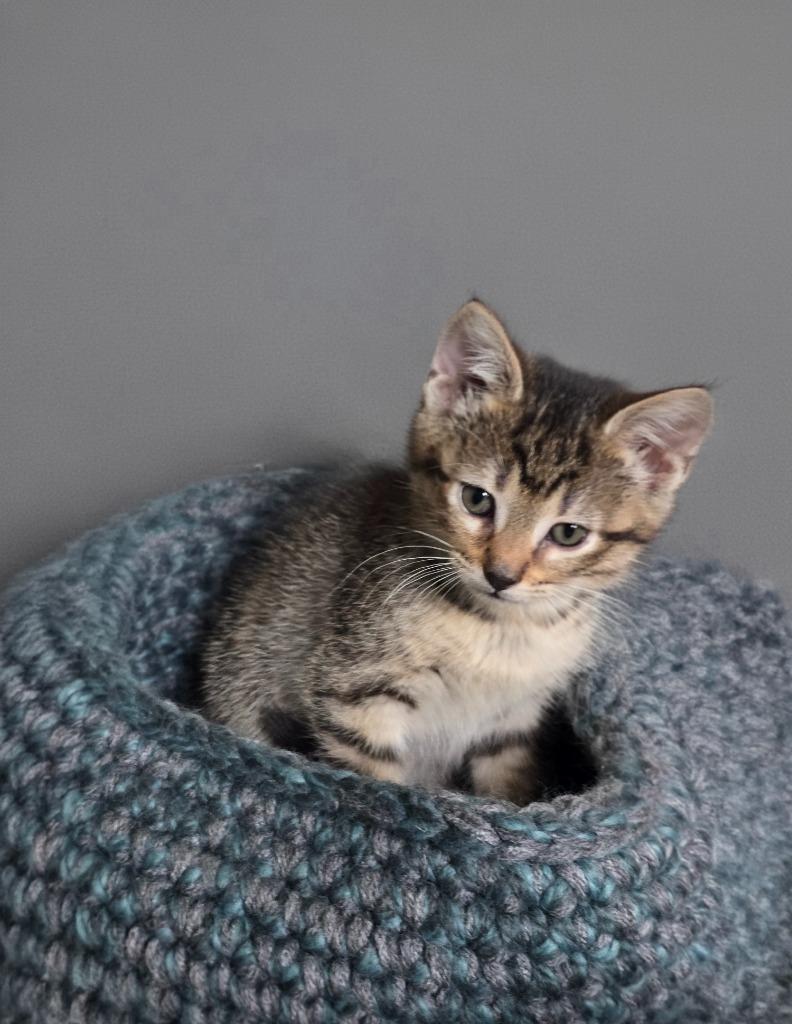 Enlarge Garnet, a Adoptable mixed breed in Barron, WI image 2/6