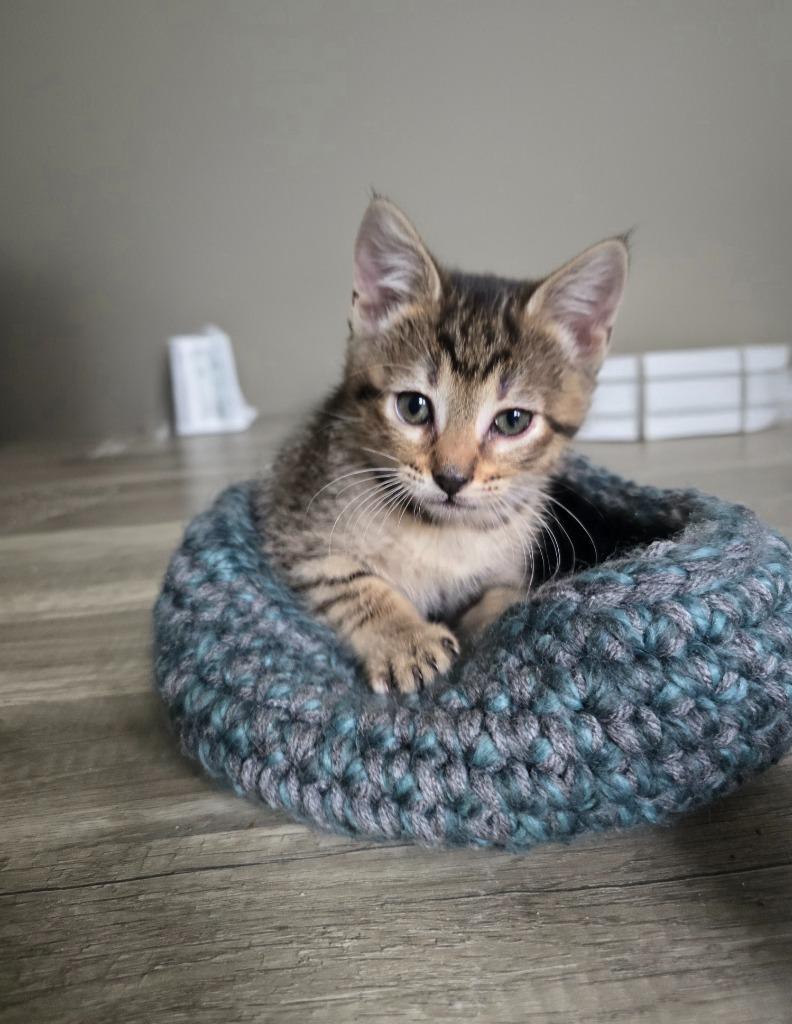 Enlarge Garnet, a Adoptable mixed breed in Barron, WI image 4/6