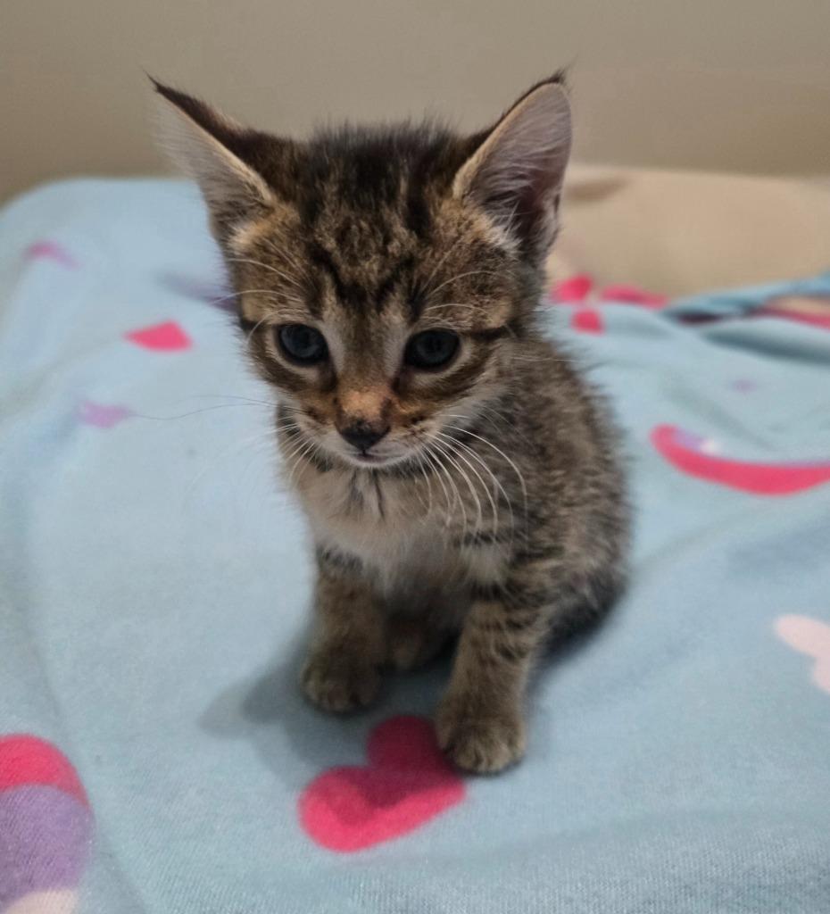Enlarge Garnet, a Adoptable mixed breed in Barron, WI image 5/6