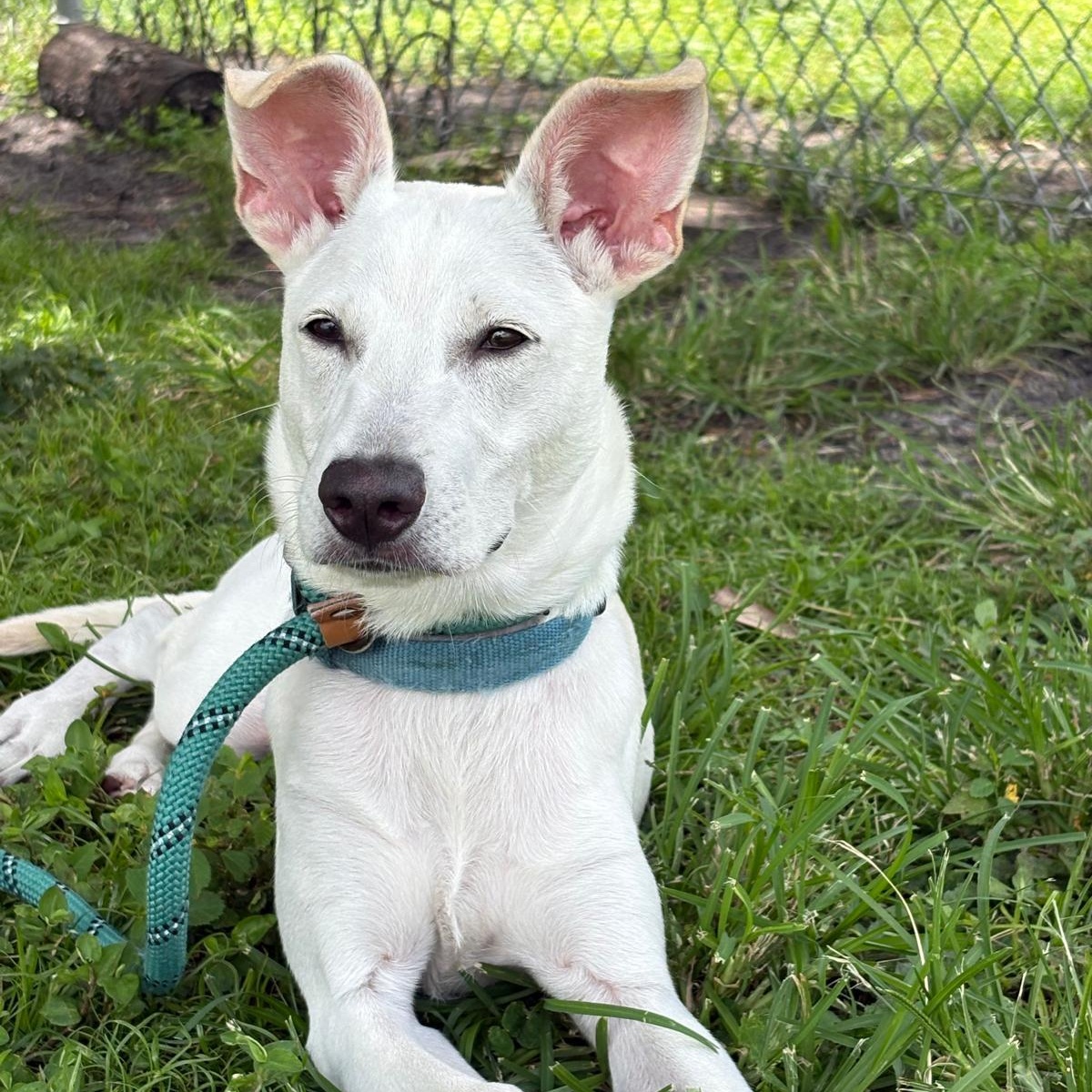 Fioor 3106, adoptable, Puppy Male Labrador Retriever.