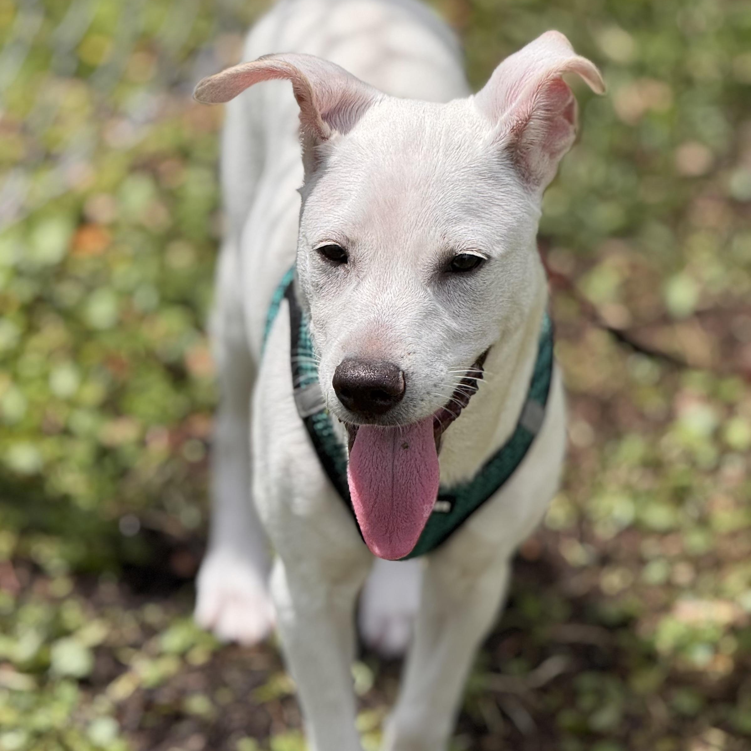 Enlarge Fioor 3106, an adoptable mixed breed in Boca Raton, FL image 1/1
