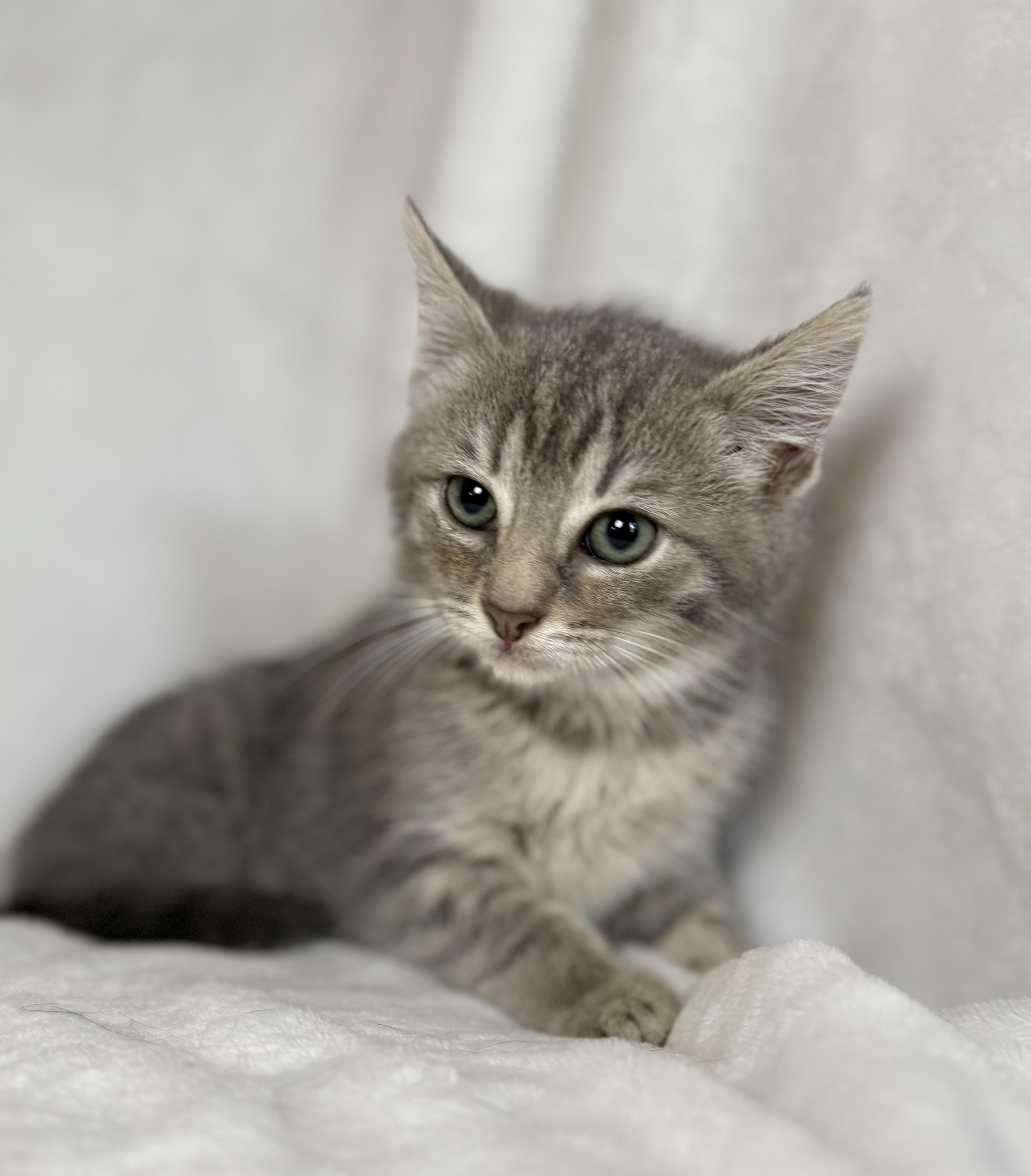 Paisley, Adoptable, Kitten Female Domestic Short Hair.