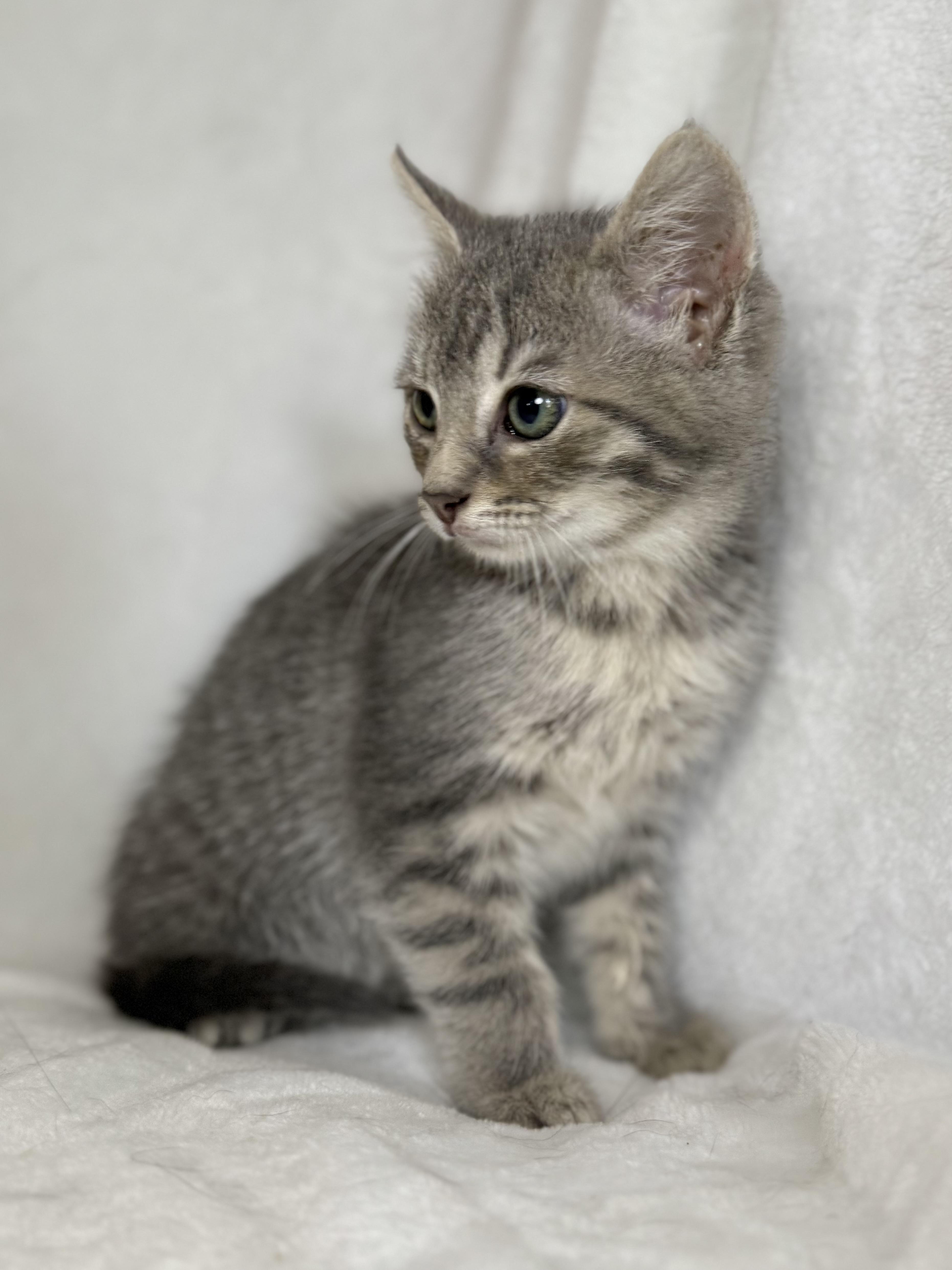 Paisley, a Adoptable Domestic Short Hair in Greensboro, NC image 2/2