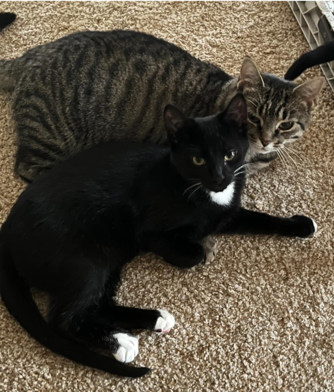 Tucker, a Adoptable Domestic Short Hair in Reynoldsburg, OH image 3/6