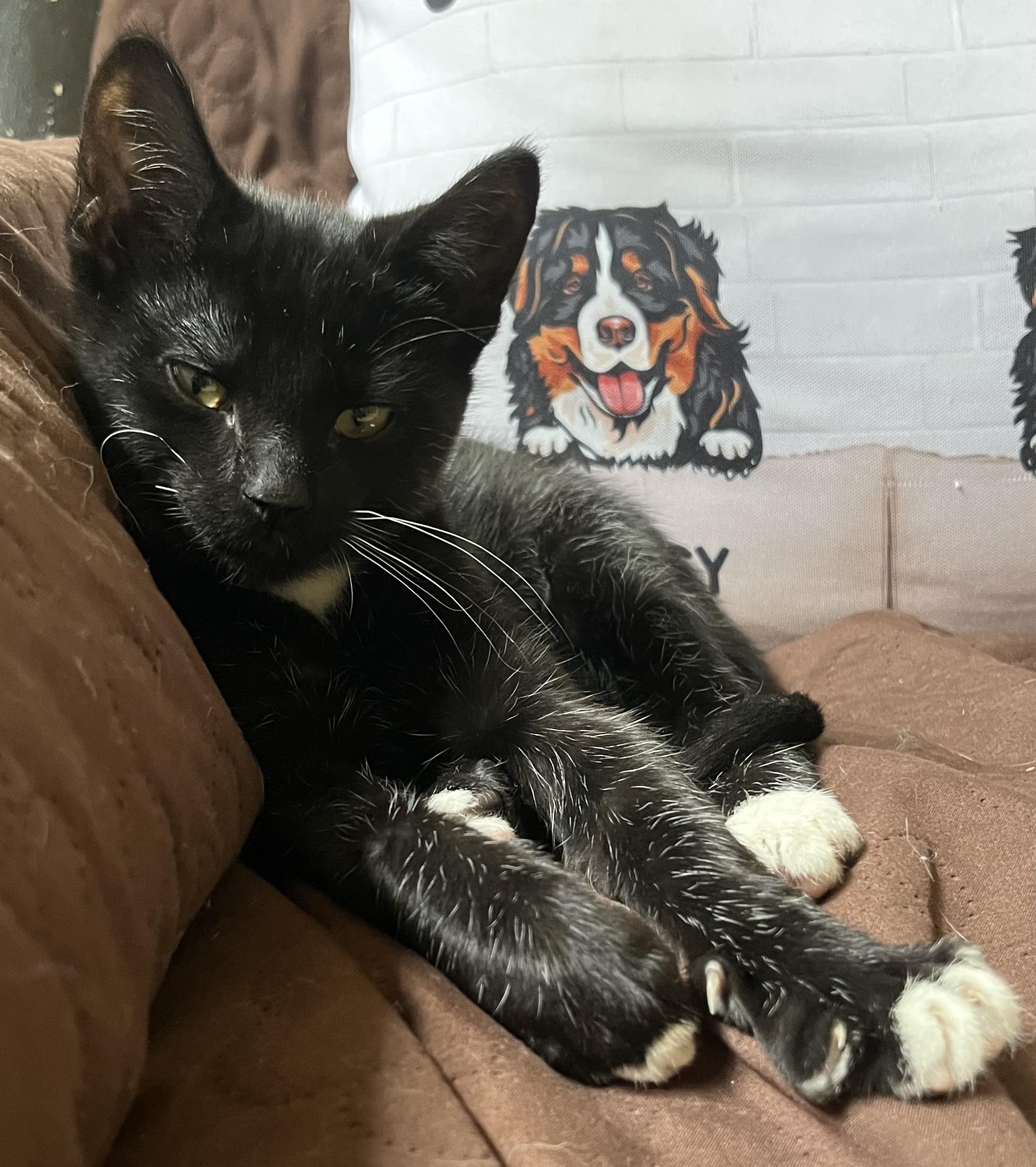 Tucker, a Adoptable Domestic Short Hair in Reynoldsburg, OH image 5/6