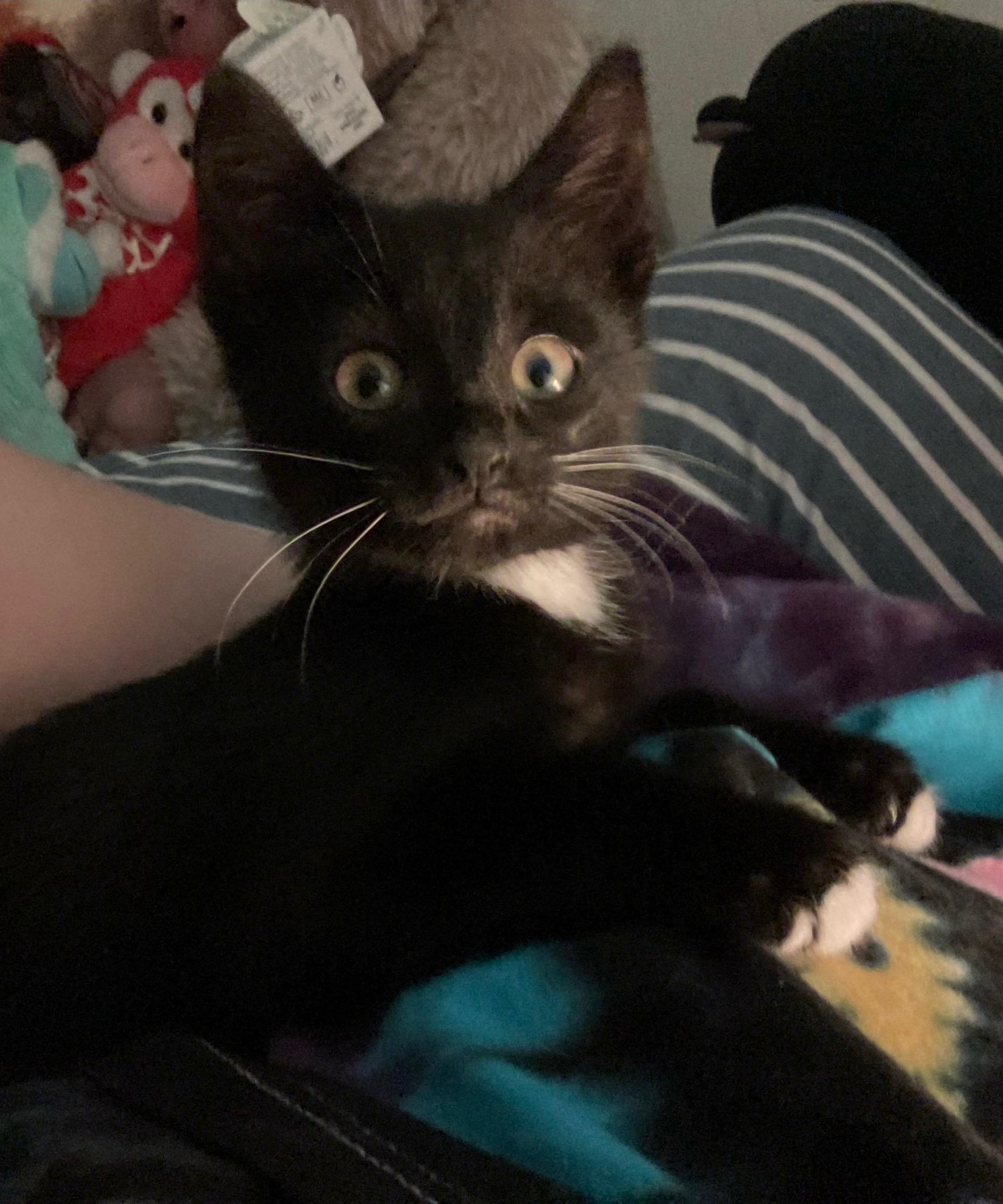 Tucker, a Adoptable Domestic Short Hair in Reynoldsburg, OH image 6/6