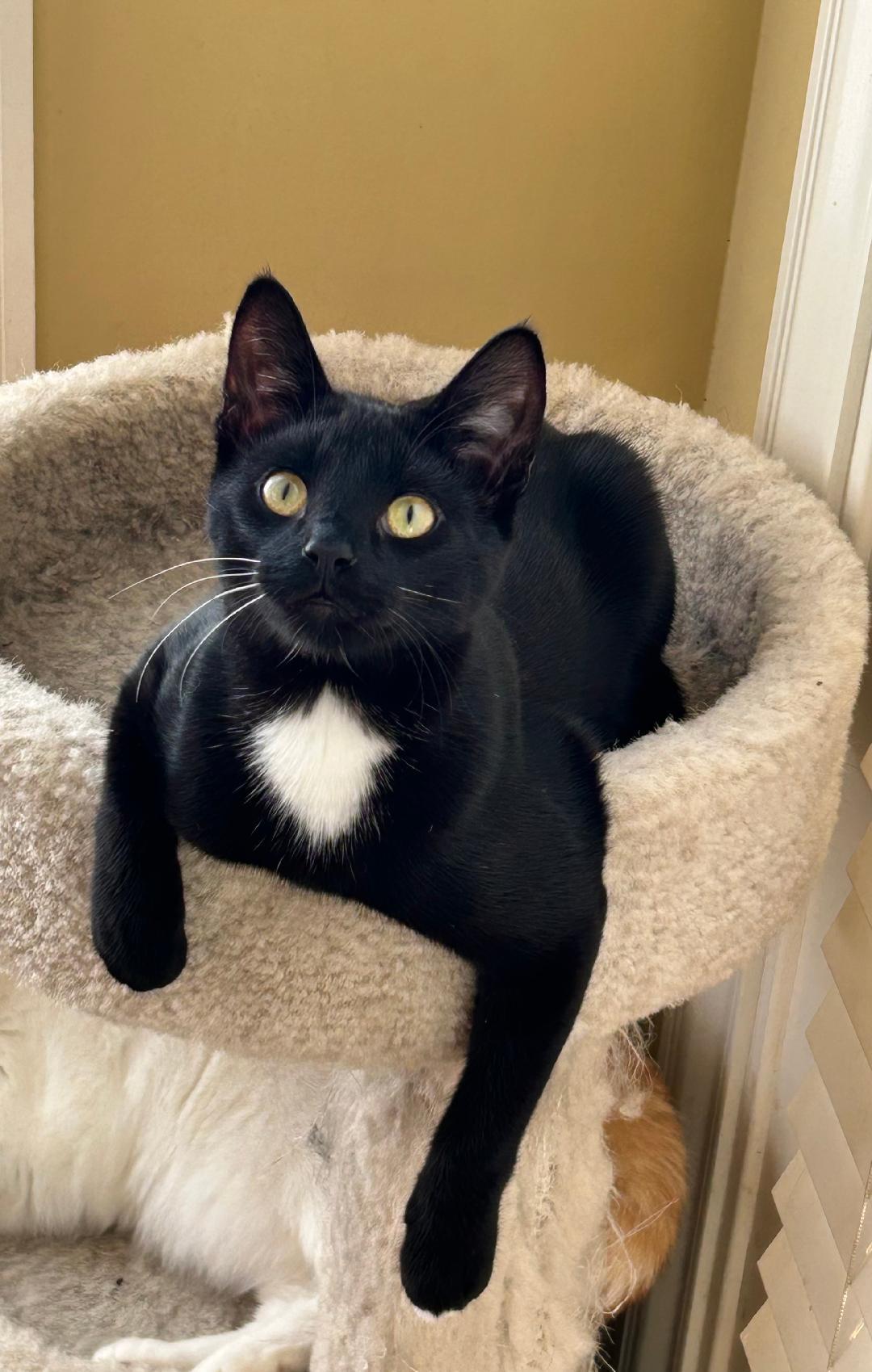 Tucker, a Adoptable Domestic Short Hair in Reynoldsburg, OH image 1/6