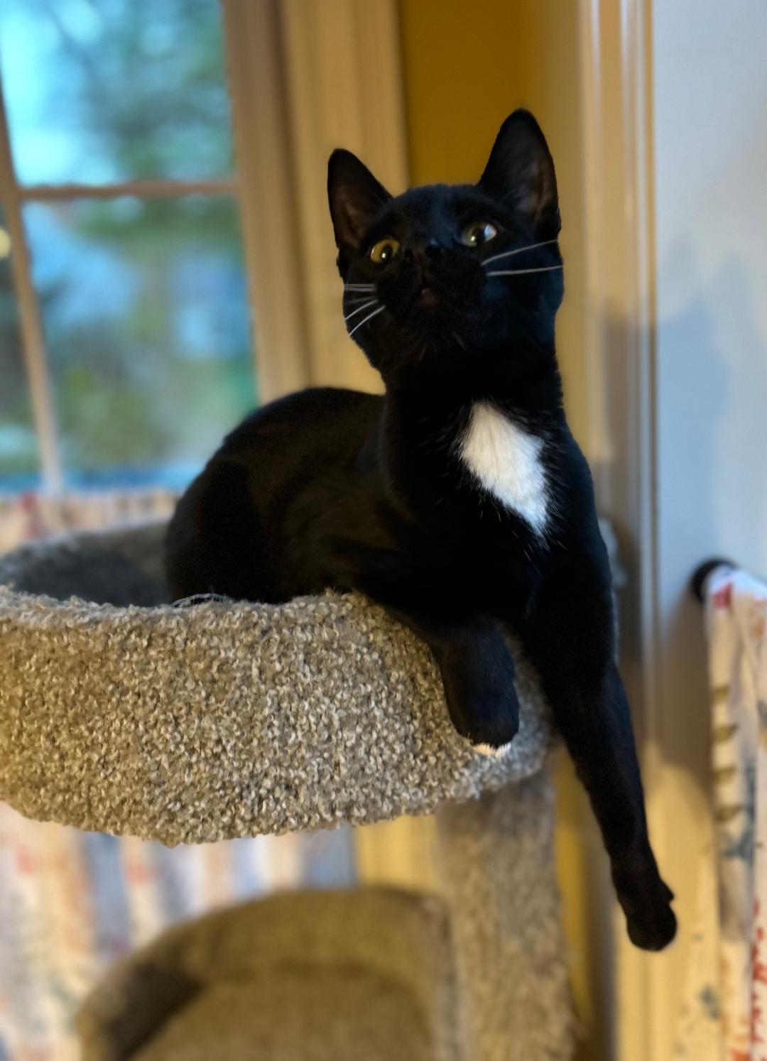 Tucker, a Adoptable Domestic Short Hair in Reynoldsburg, OH image 2/6