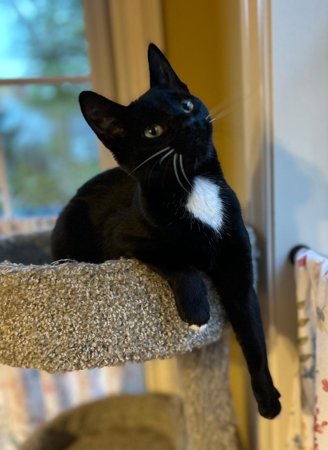 Tucker, a Adoptable Domestic Short Hair in Reynoldsburg, OH image 4/6