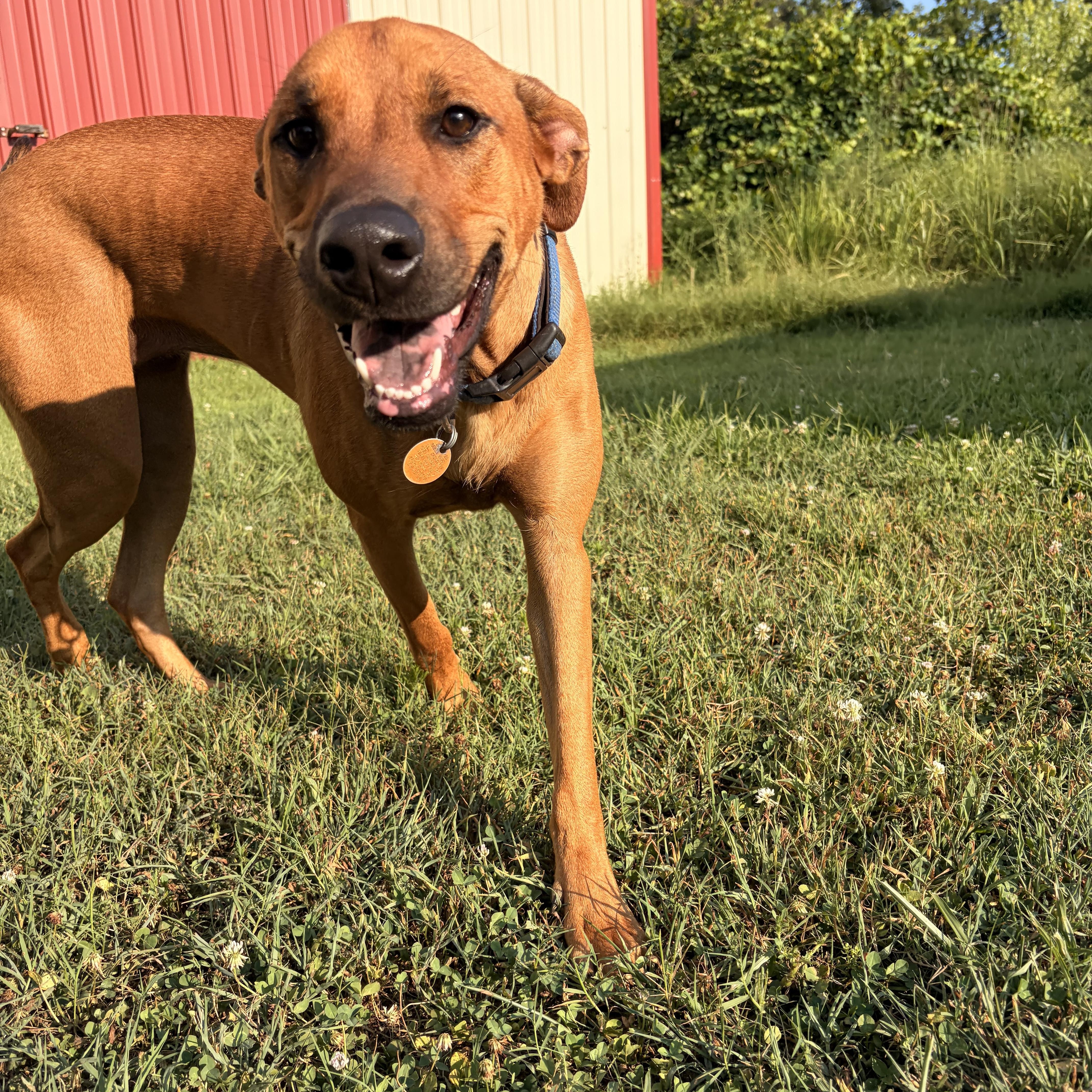 Enlarge Libby, an adoptable mixed breed in Melbourne, AR image 1/5