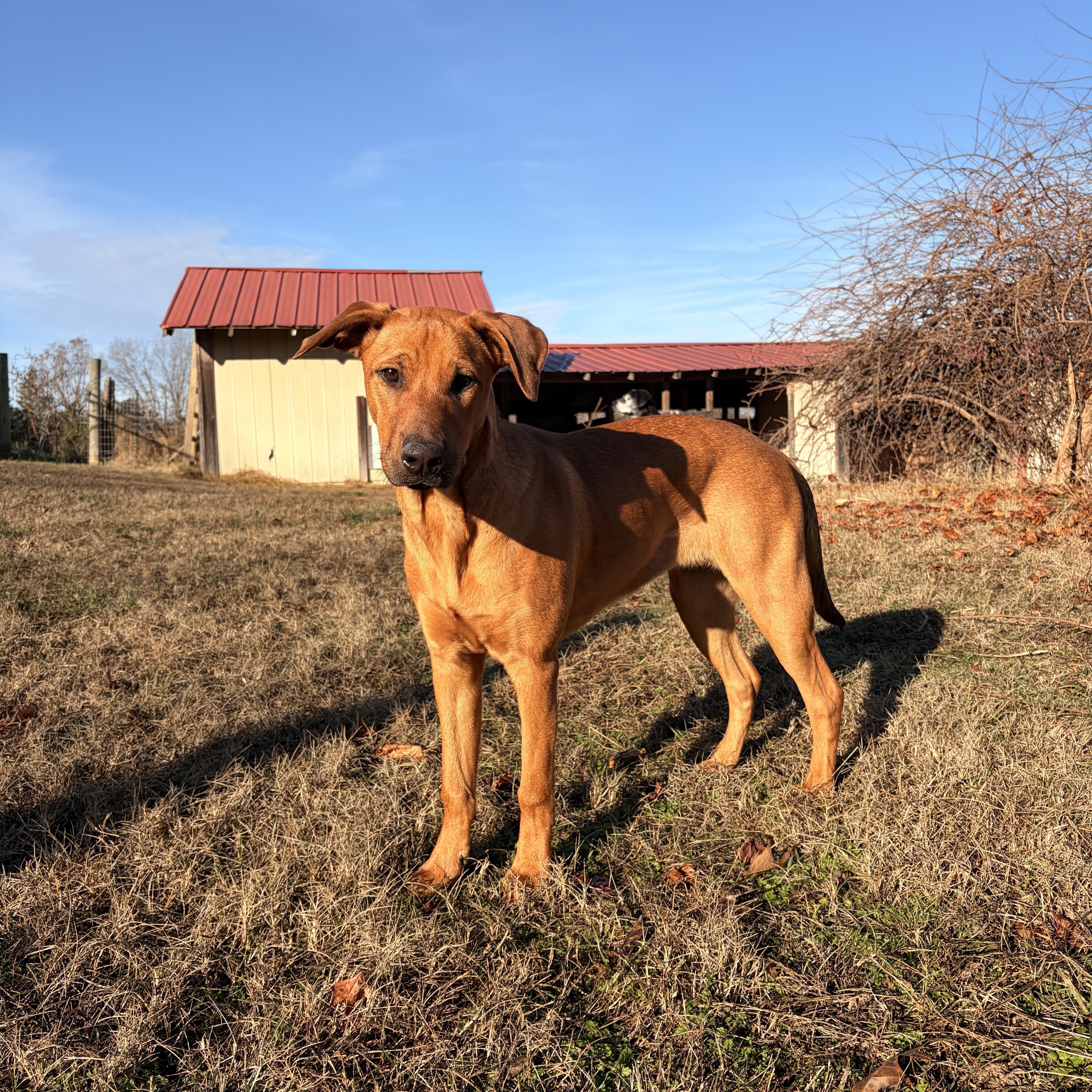 Enlarge Libby, an adoptable mixed breed in Melbourne, AR image 4/5