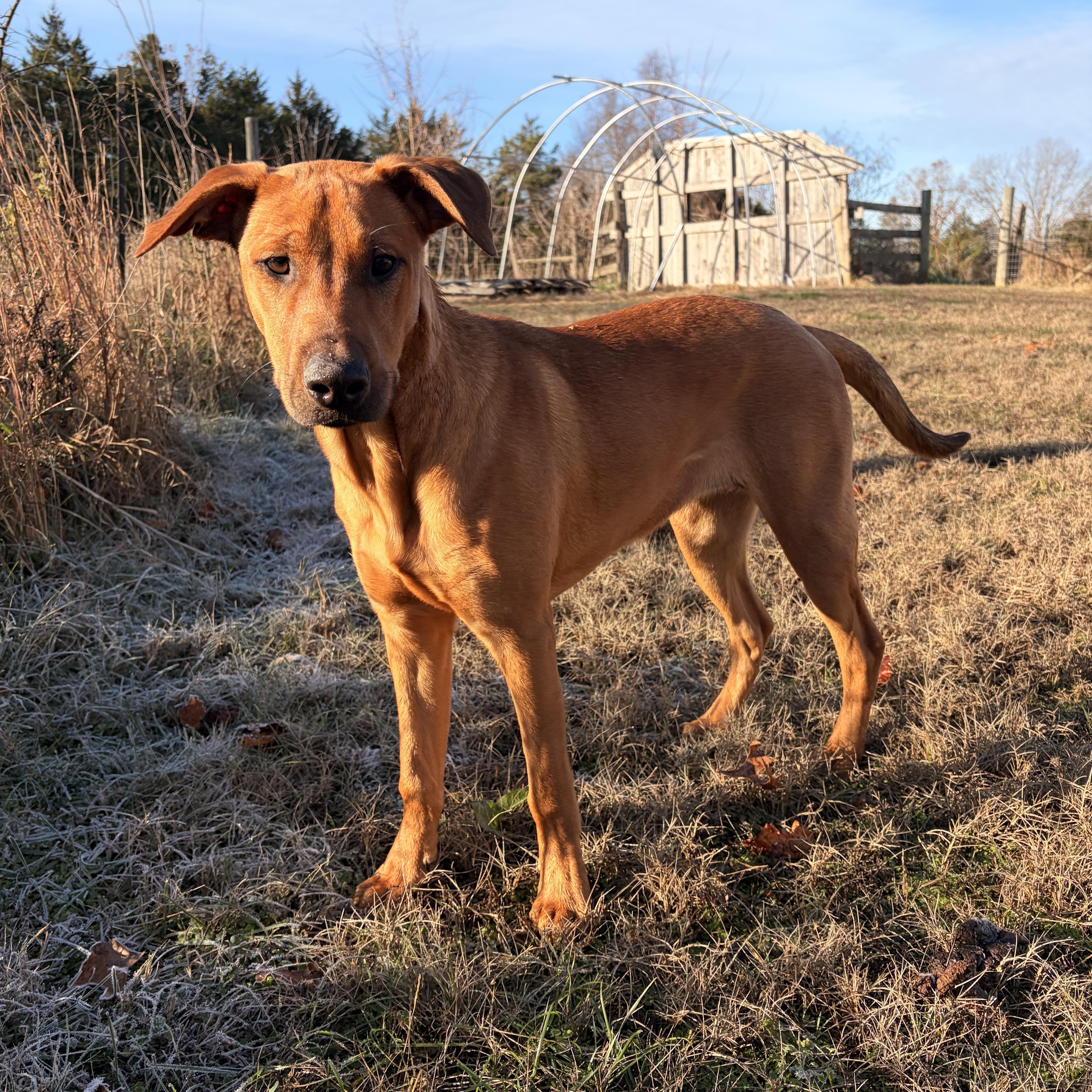 Enlarge Libby, an adoptable mixed breed in Melbourne, AR image 2/5