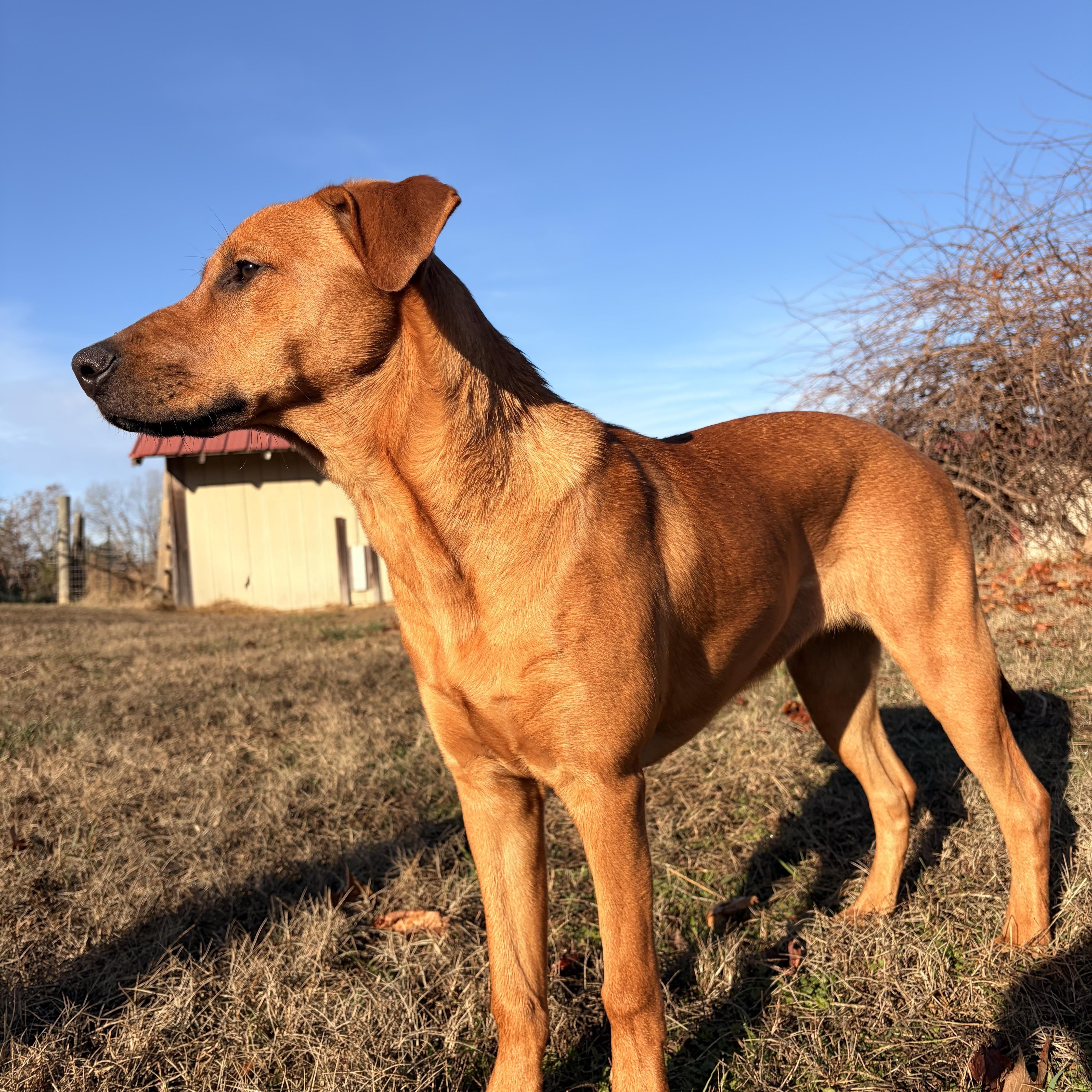Enlarge Libby, an adoptable mixed breed in Melbourne, AR image 5/5