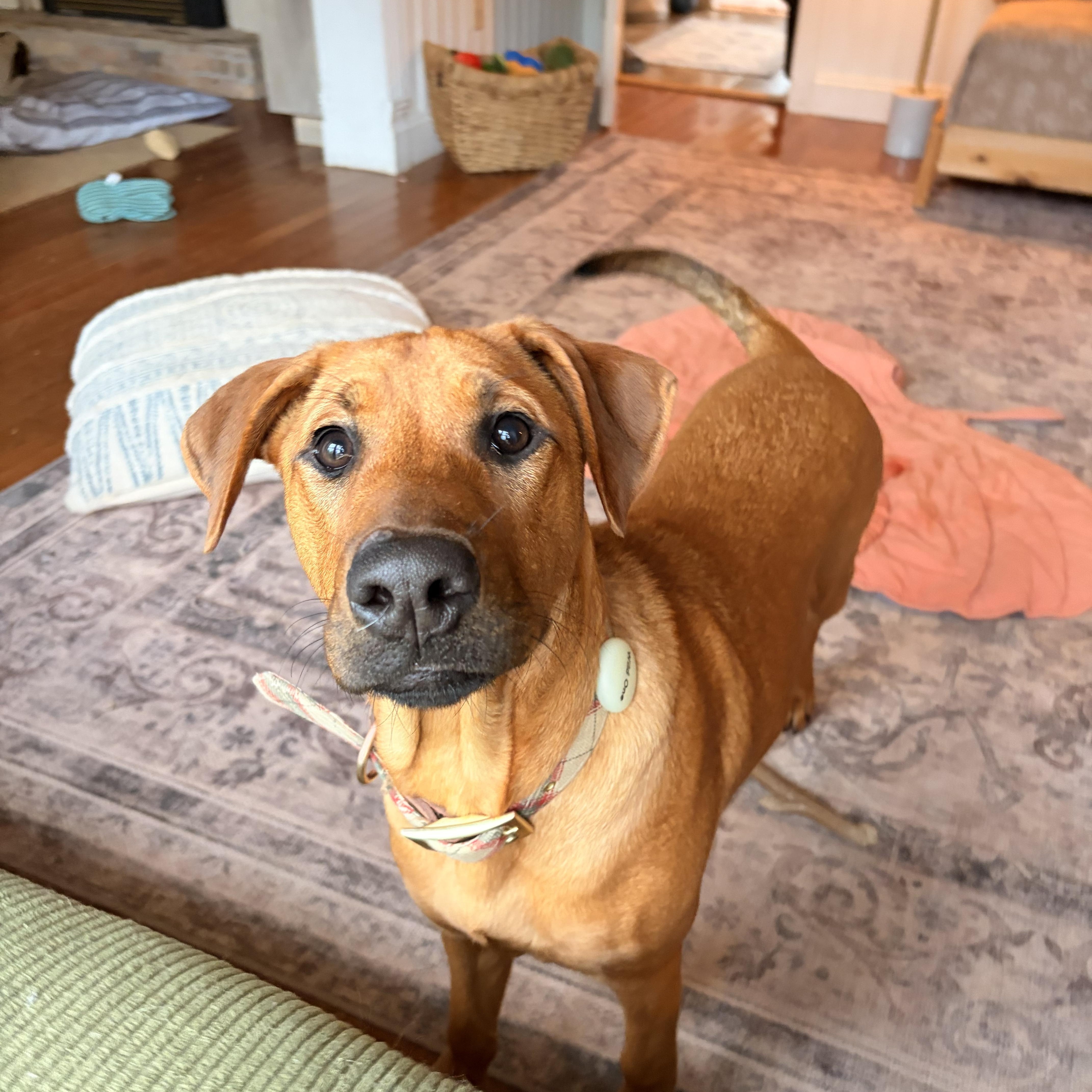 Enlarge Libby, an adoptable mixed breed in Melbourne, AR image 3/5