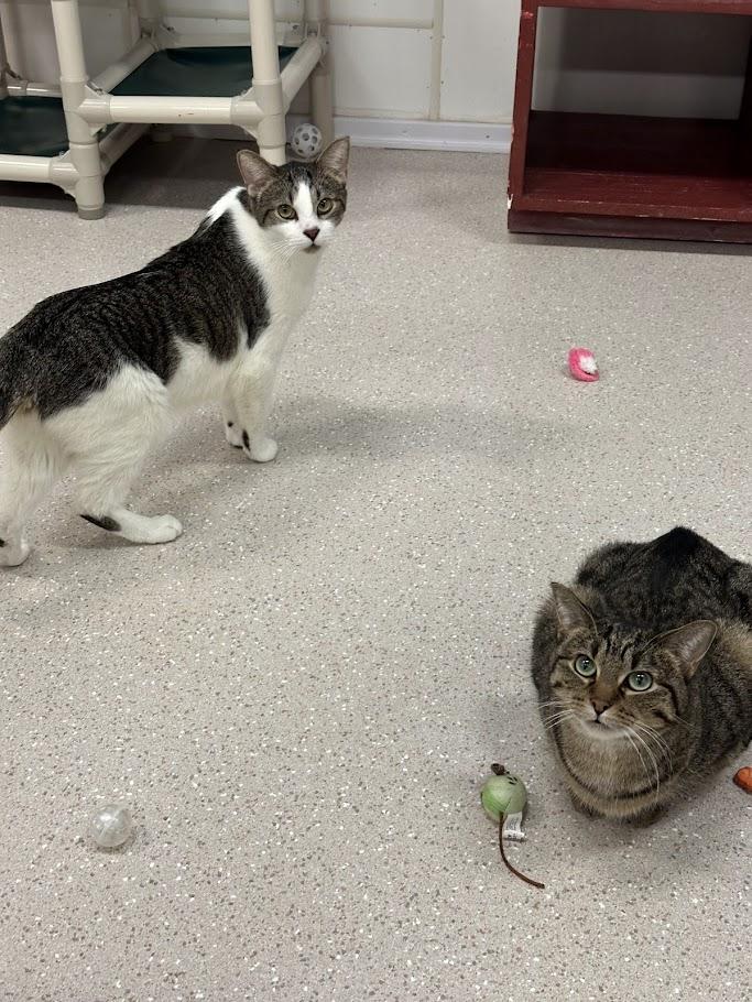 Porcupine & Otter, Adoptable, Adult Male Domestic Short Hair.