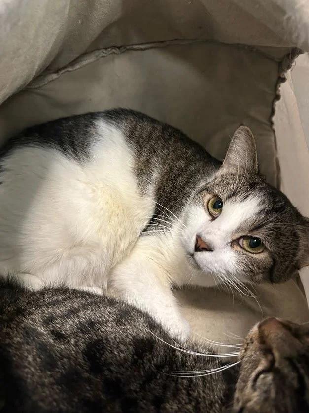 Porcupine, a Adoptable Domestic Short Hair in Winona, MN image 1/4