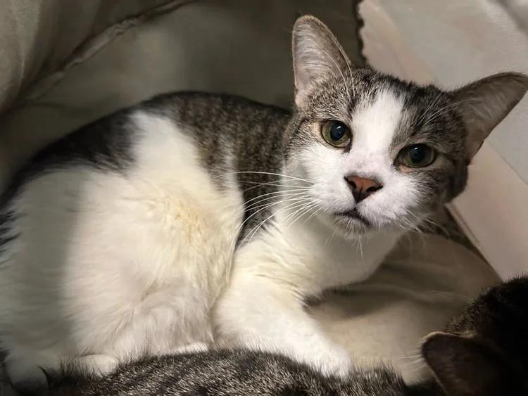 Porcupine, a Adoptable Domestic Short Hair in Winona, MN image 3/4