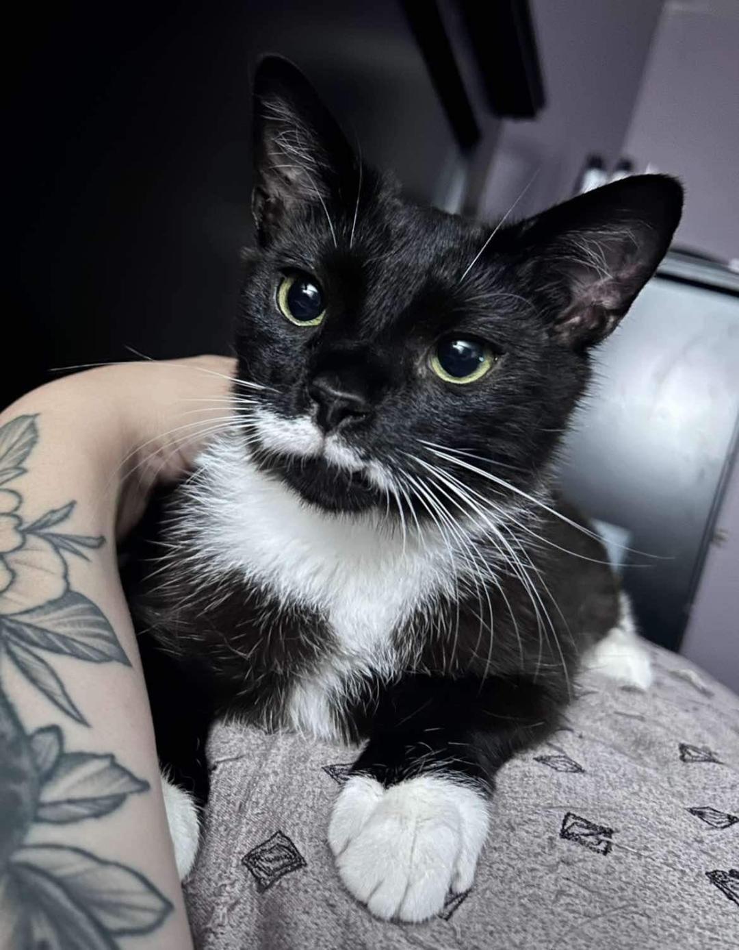Poe, Adoptable, Adult Male Domestic Short Hair.