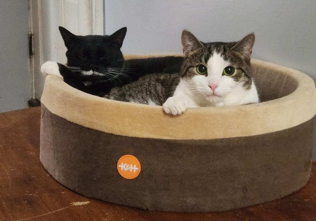 Enlarge Poe, a Adoptable Domestic Short Hair in Hanover, PA image 6/6