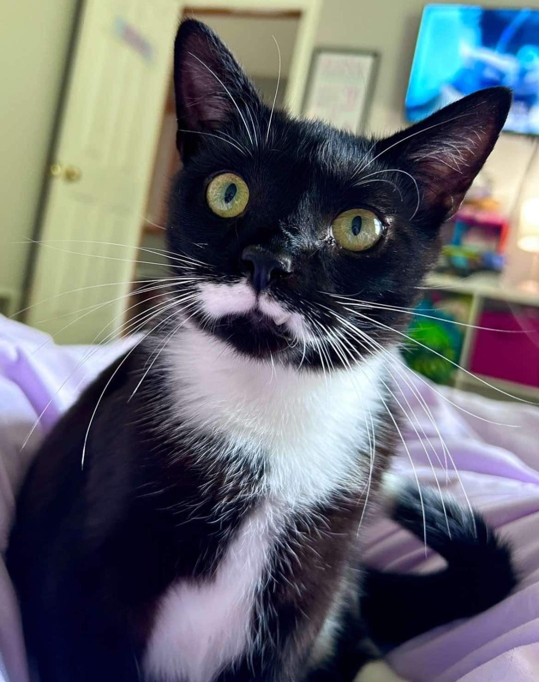 Poe, Adoptable, Adult Male Domestic Short Hair.