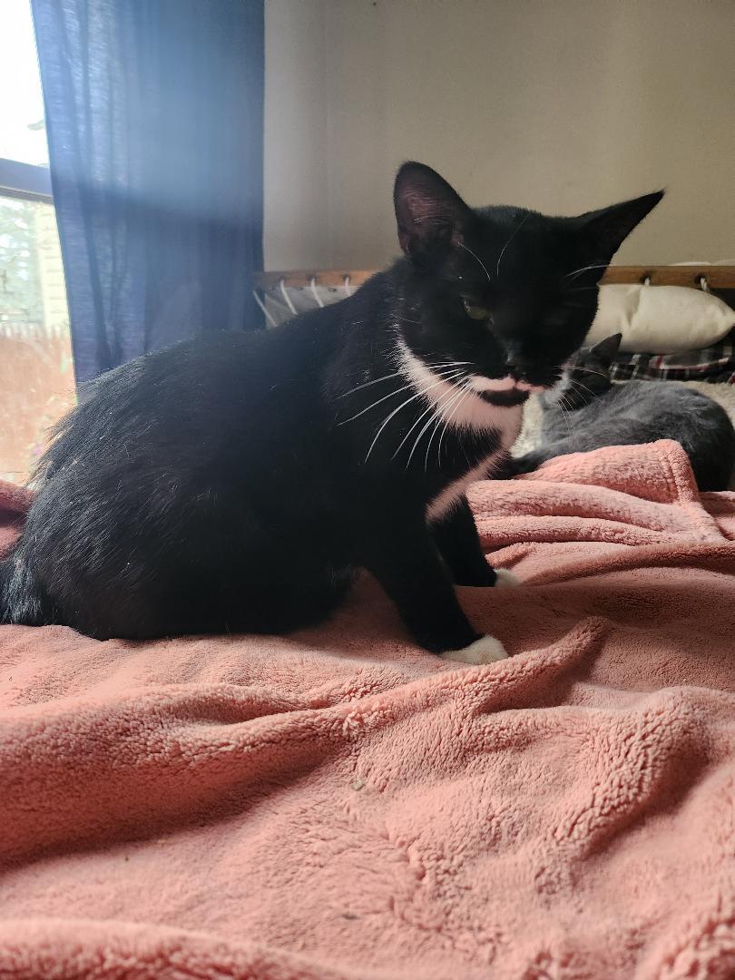 Poe, a Adoptable Domestic Short Hair in Hanover, PA image 3/4