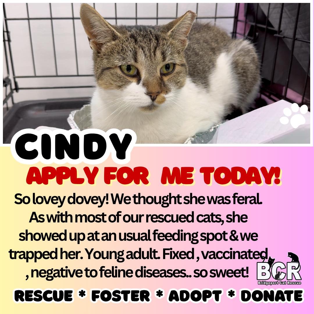 Cindy, a Adoptable Domestic Short Hair in Bridgeport, CT image 1/2