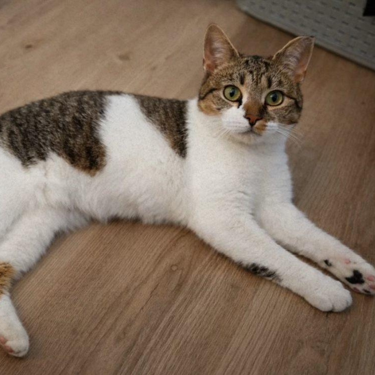 Cindy, a Adoptable Domestic Short Hair in Bridgeport, CT image 2/2