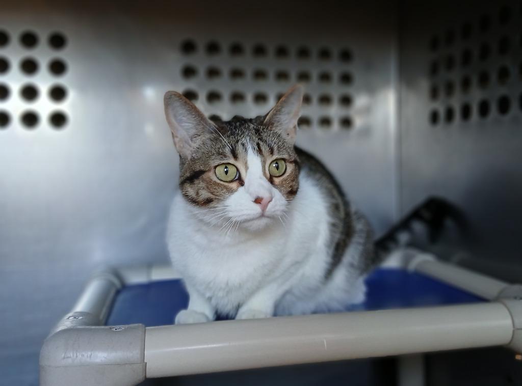 Malibu, a Adoptable mixed breed in Ladysmith, WI image 1/4