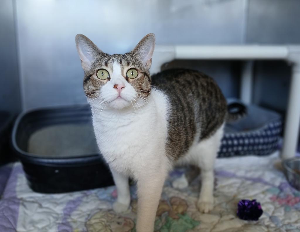 Malibu, a Adoptable mixed breed in Ladysmith, WI image 2/4