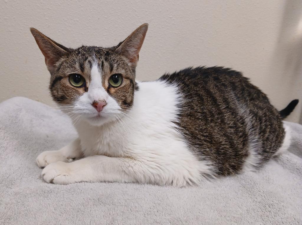 Malibu, a Adoptable mixed breed in Ladysmith, WI image 4/4